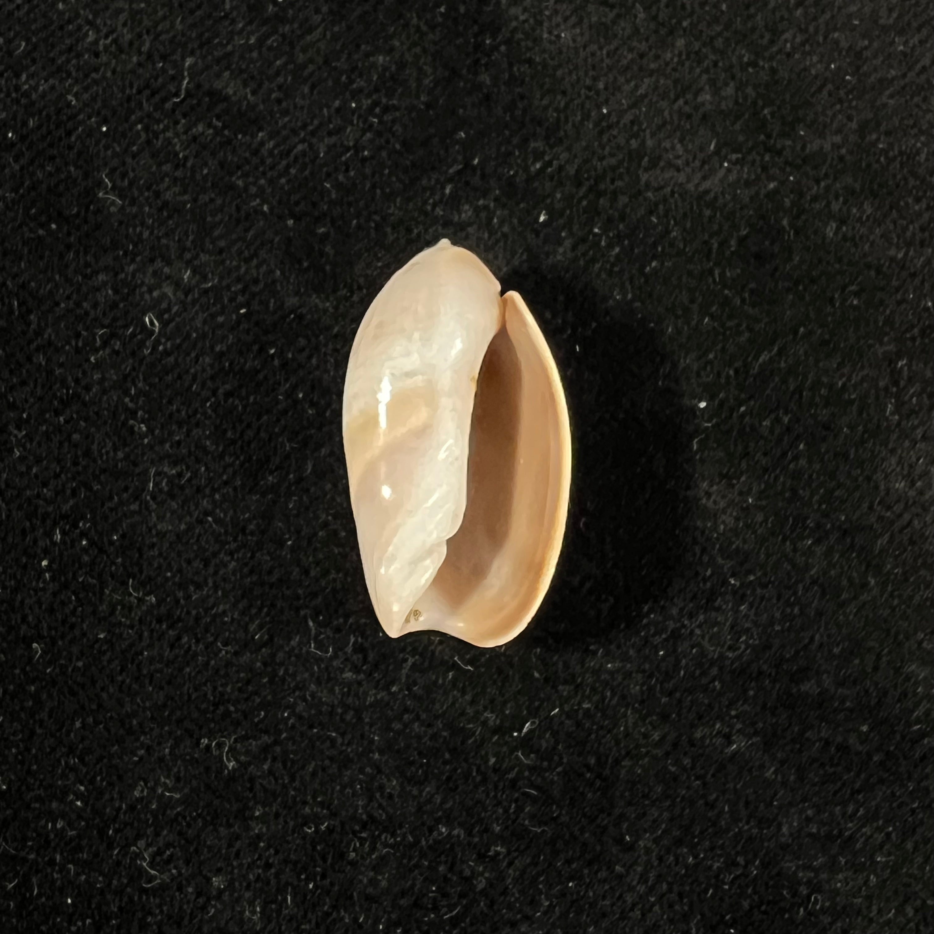 Olivancillaria vesica (Gmelin, 1791) - 26,5mm
