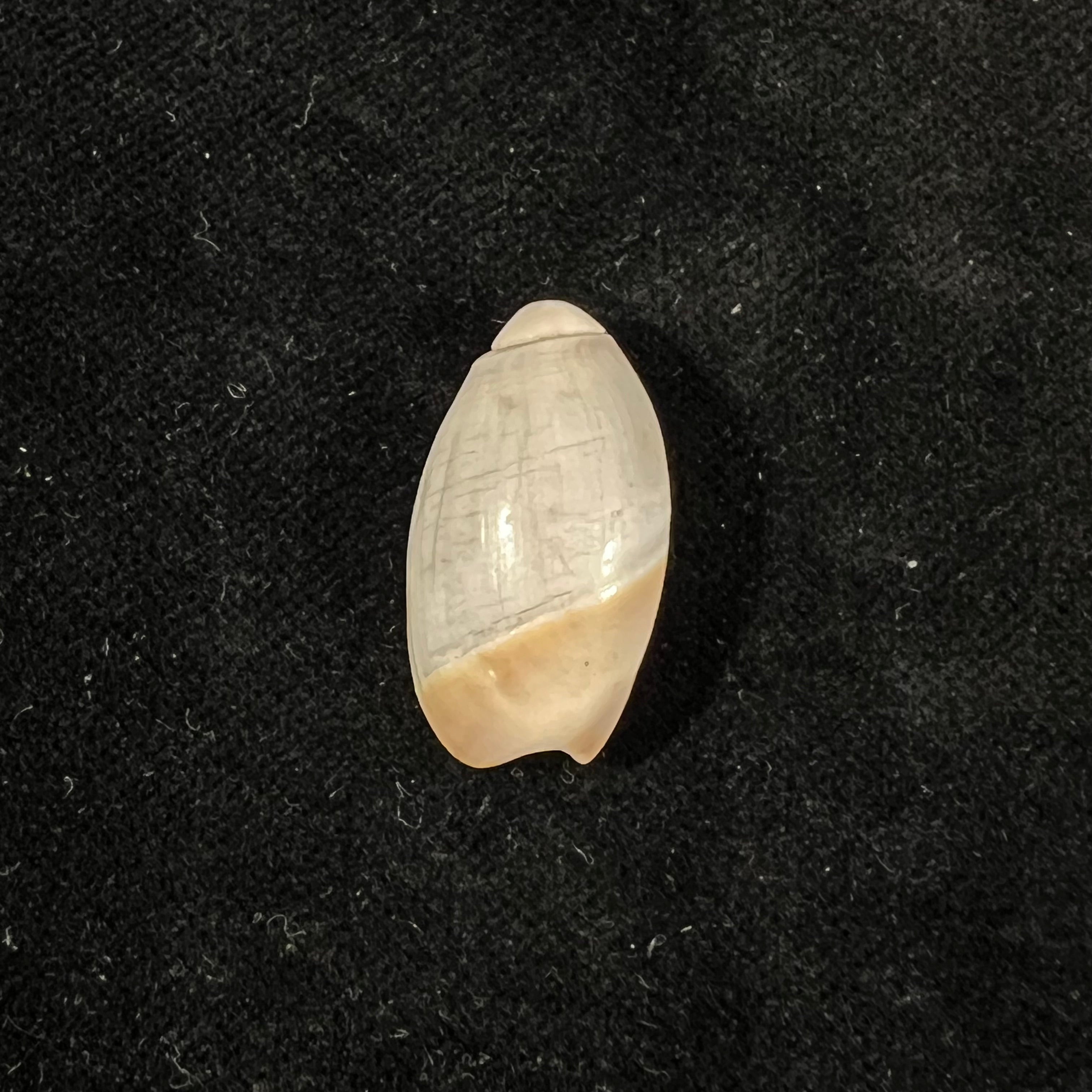 Olivancillaria vesica (Gmelin, 1791) - 25,7mm