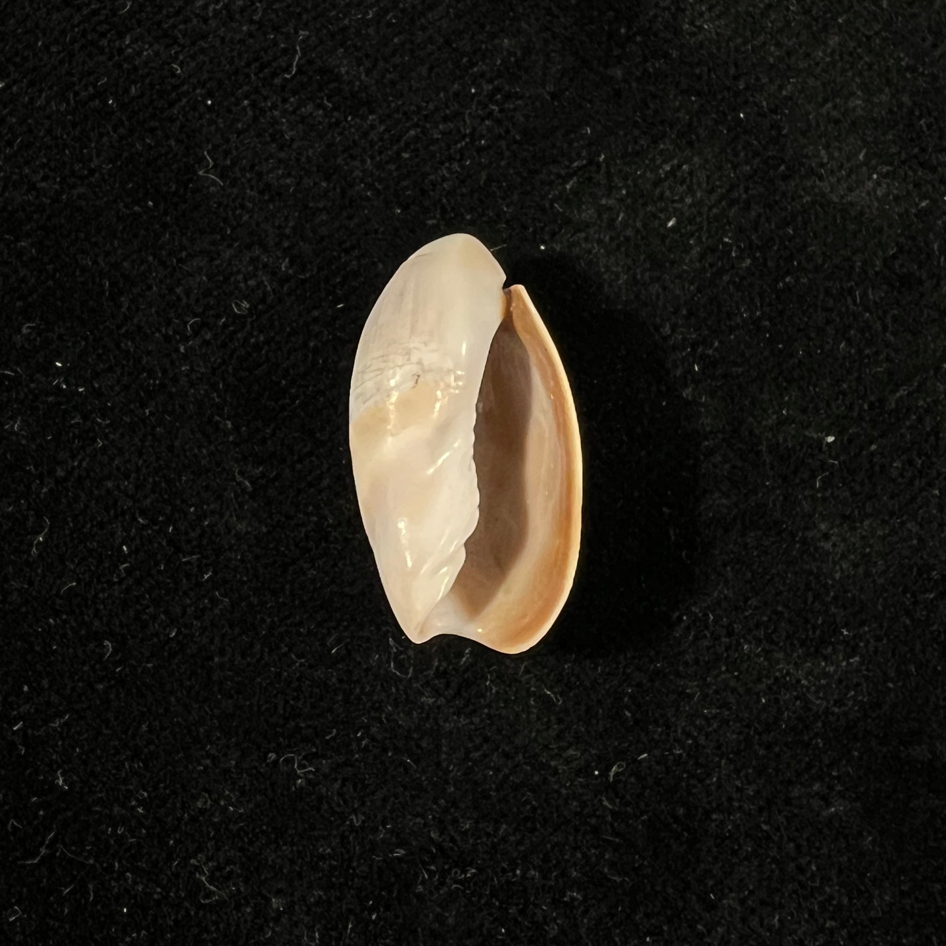 Olivancillaria vesica (Gmelin, 1791) - 25,7mm