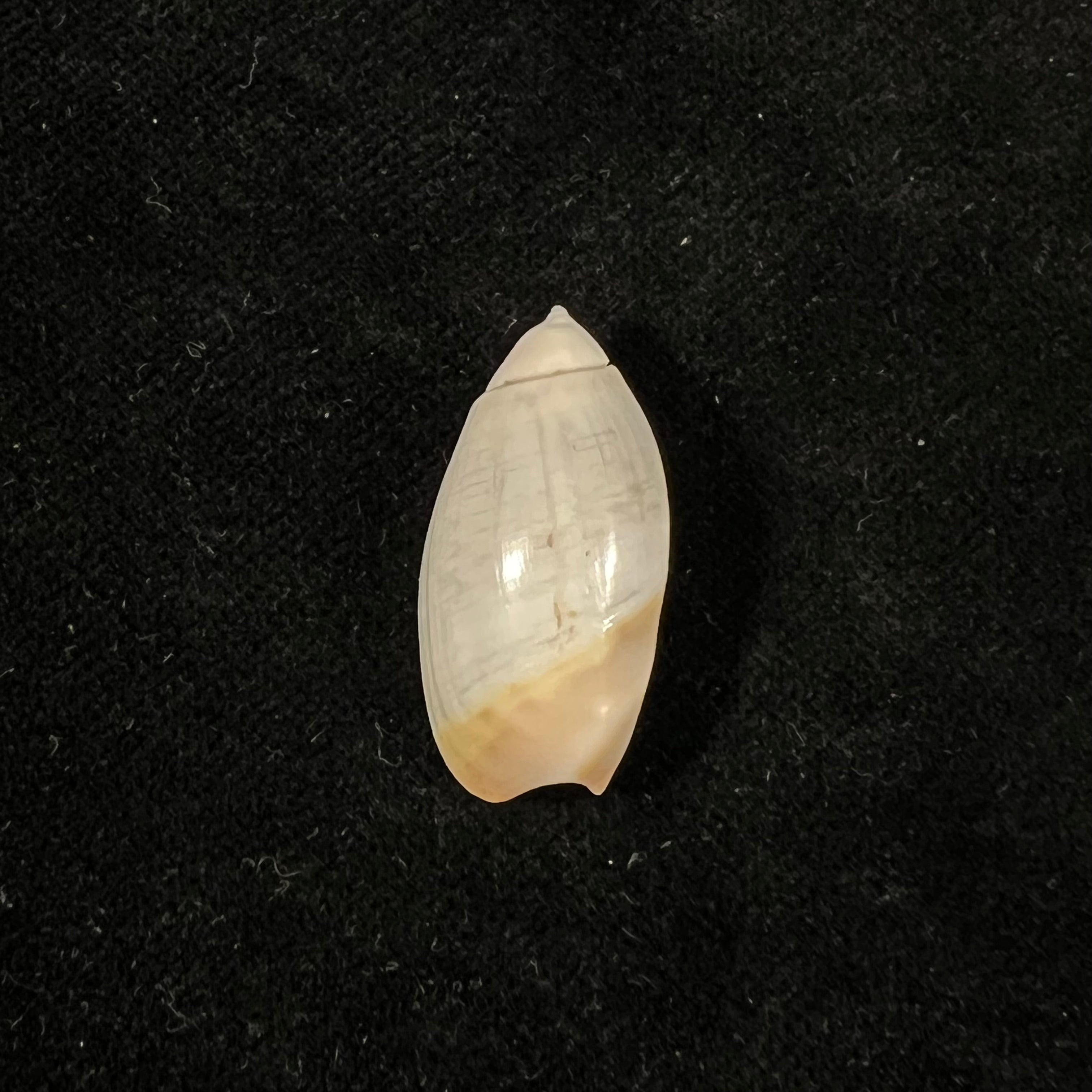 Olivancillaria contortuplicata (Reeve, 1850) - 27,2mm