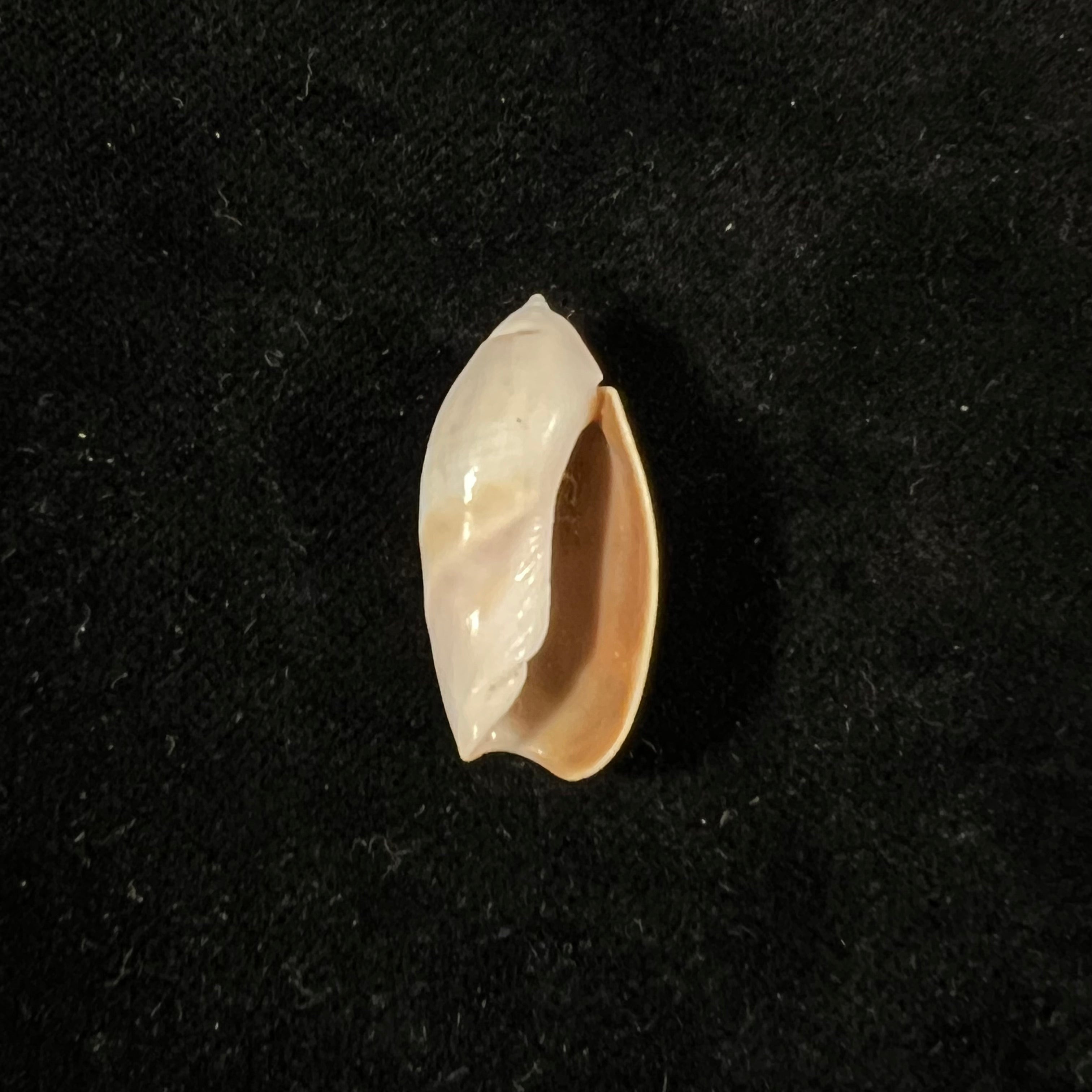 Olivancillaria contortuplicata (Reeve, 1850) - 27,2mm