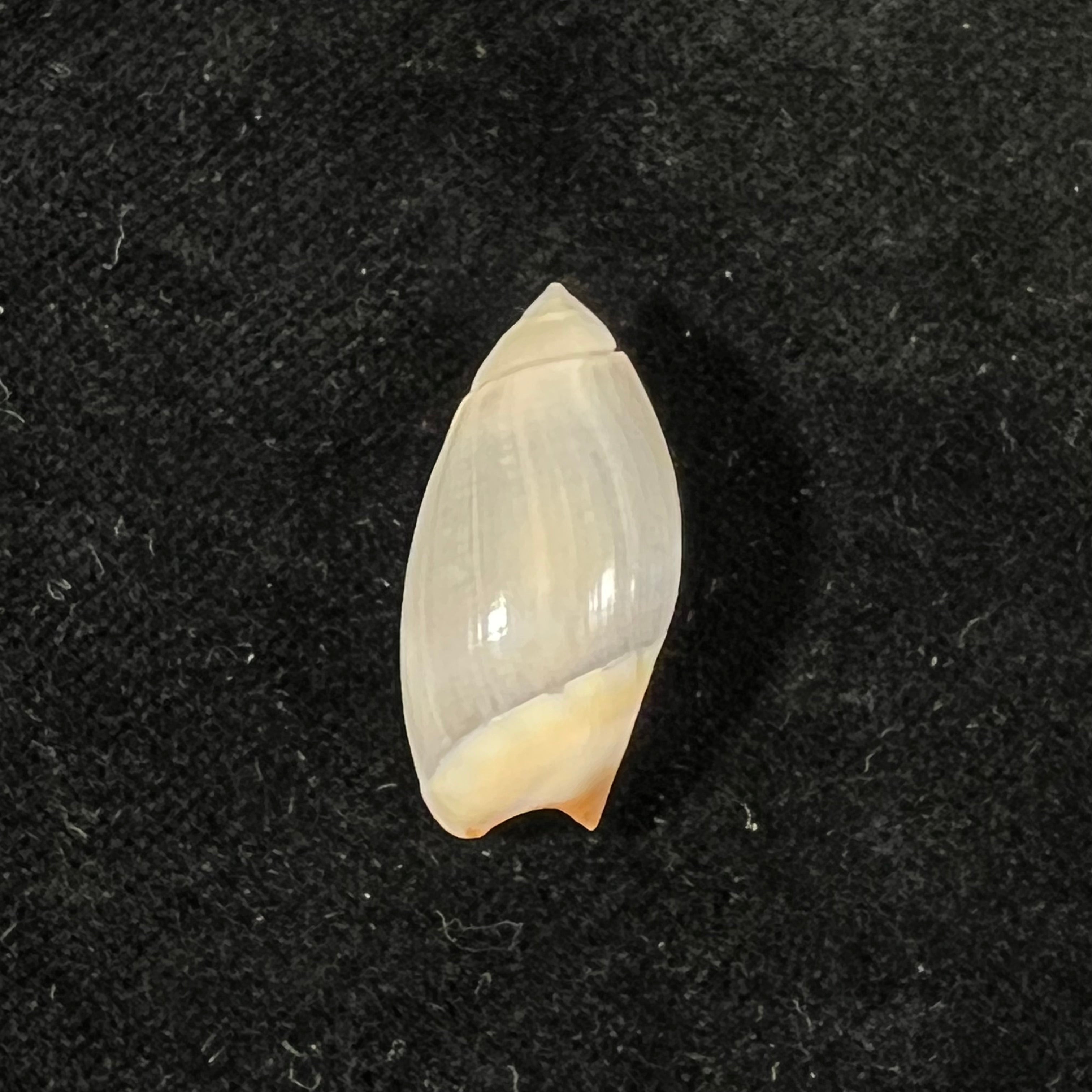 Olivancillaria contortuplicata (Reeve, 1850) - 26,4mm