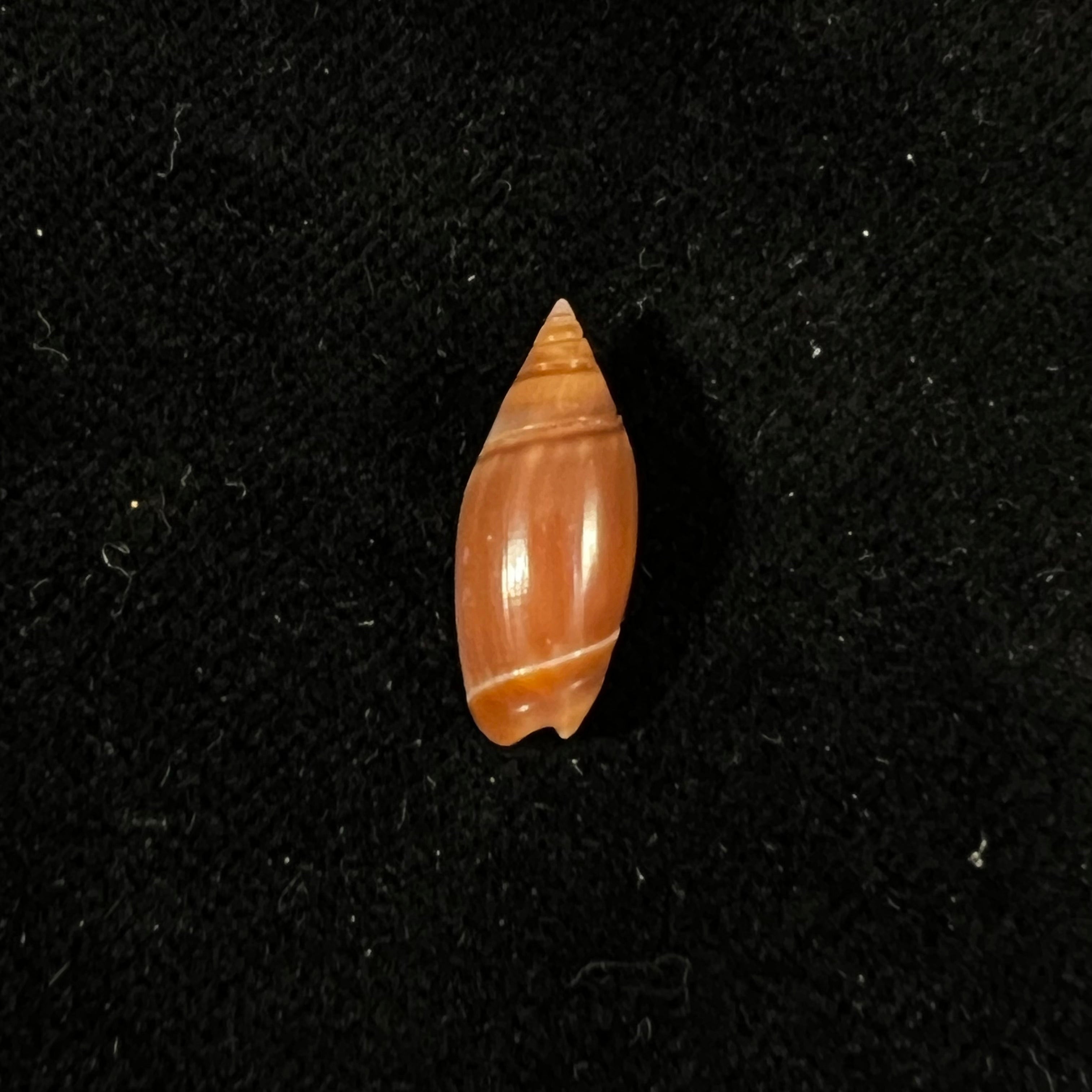 奥利维拉·比特勒里·奥尔森，1956 - 17,5mm