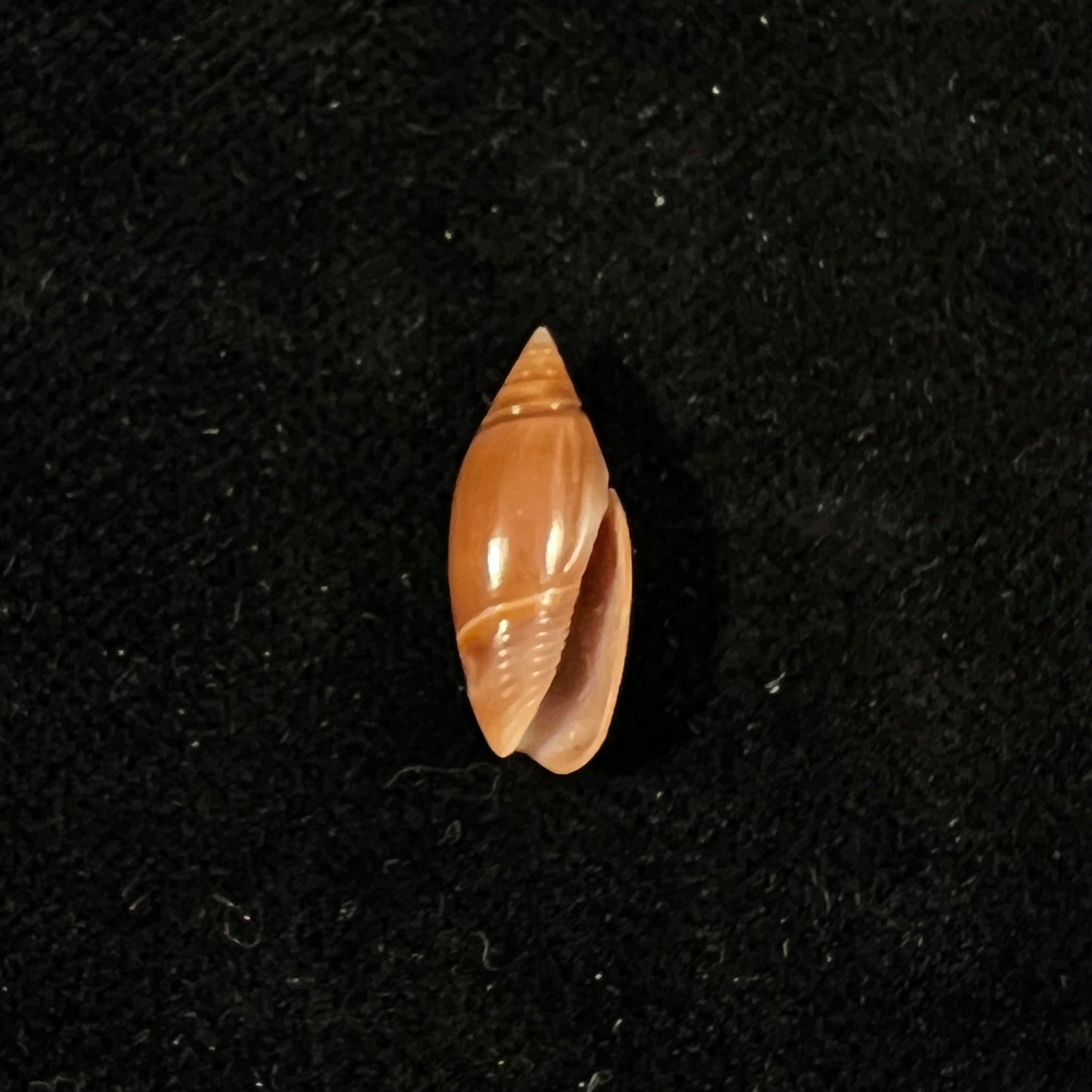 奥利维拉·比特勒里·奥尔森，1956 - 17,5mm