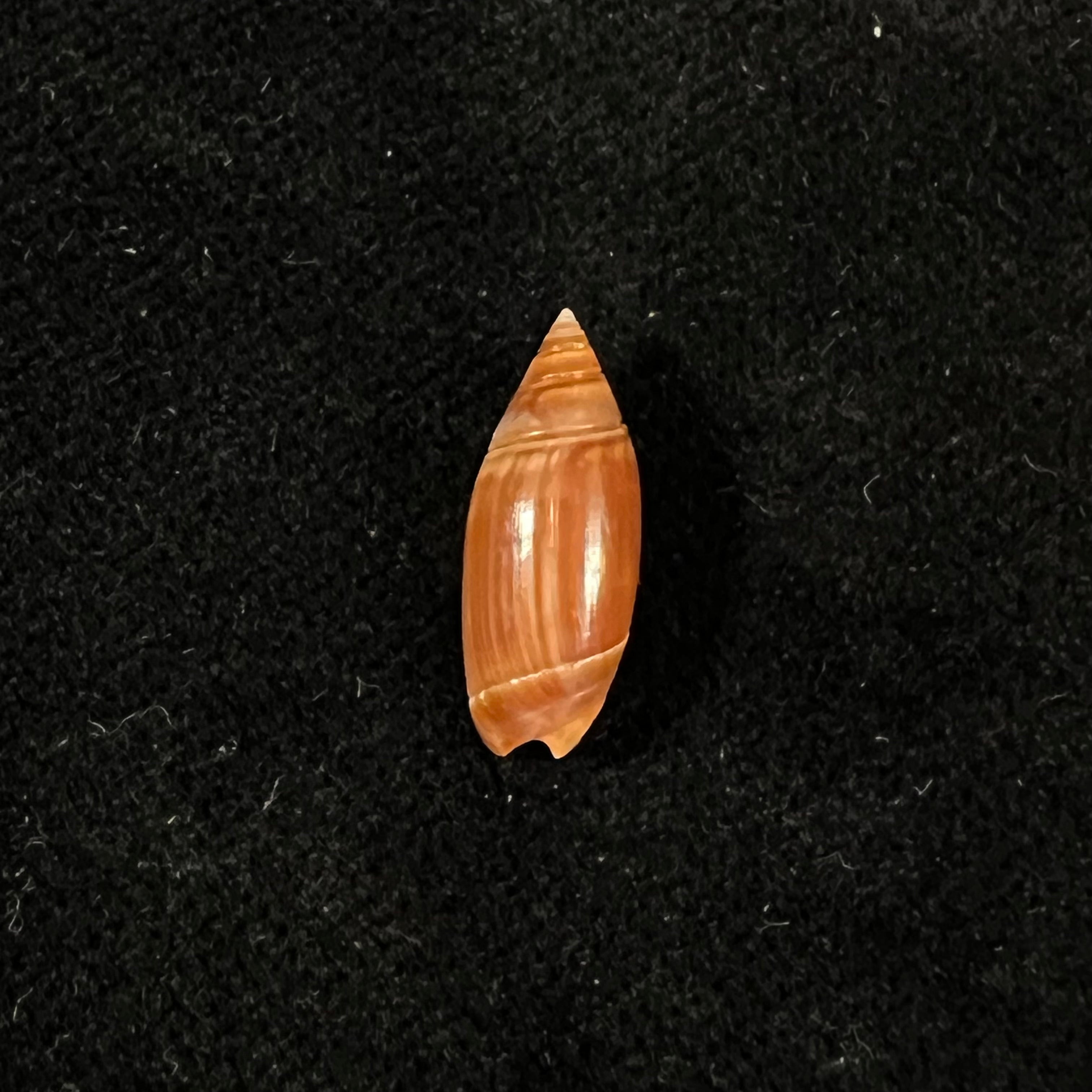 奥利维拉·比特勒里·奥尔森，1956 - 15,9mm