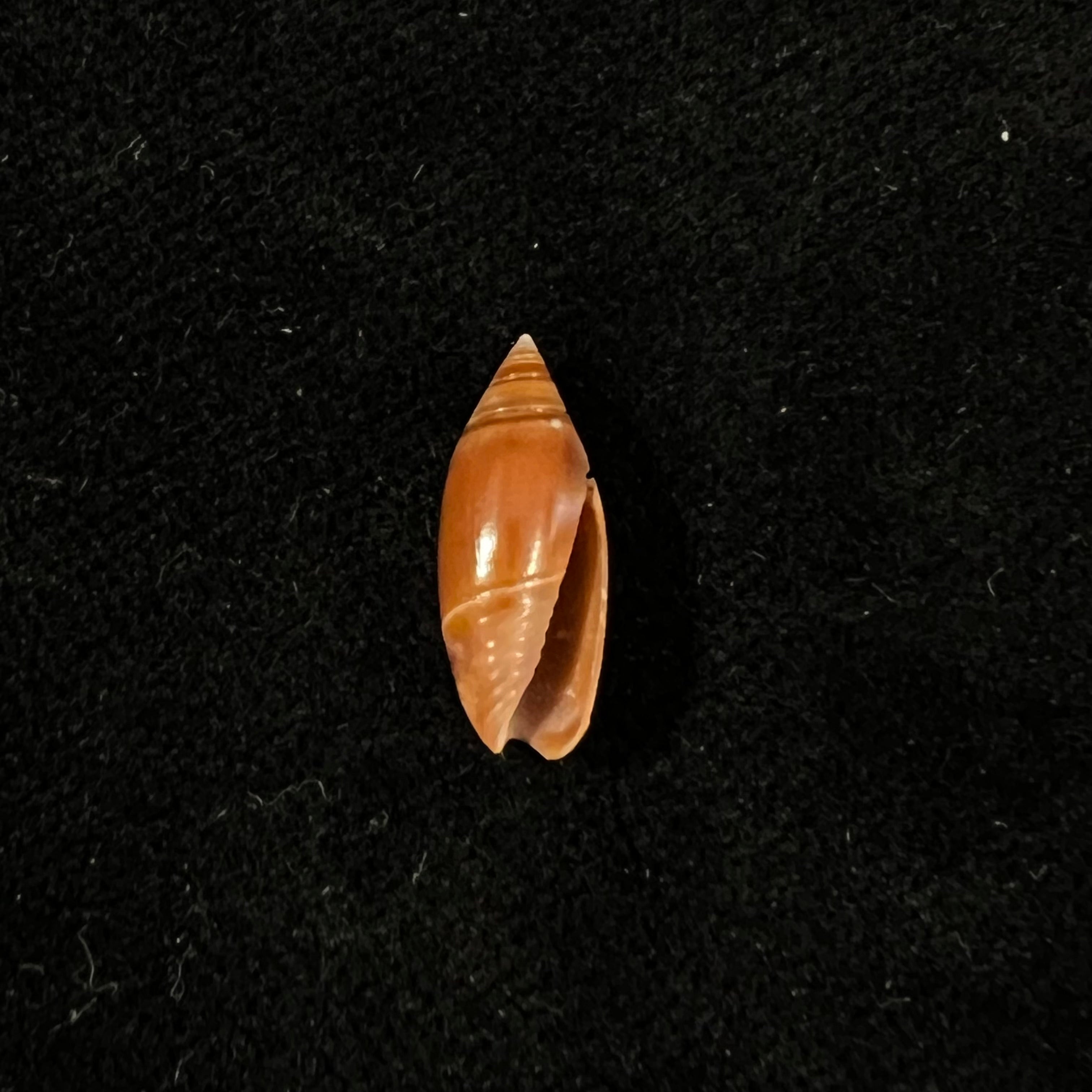 奥利维拉·比特勒里·奥尔森，1956 - 15,9mm