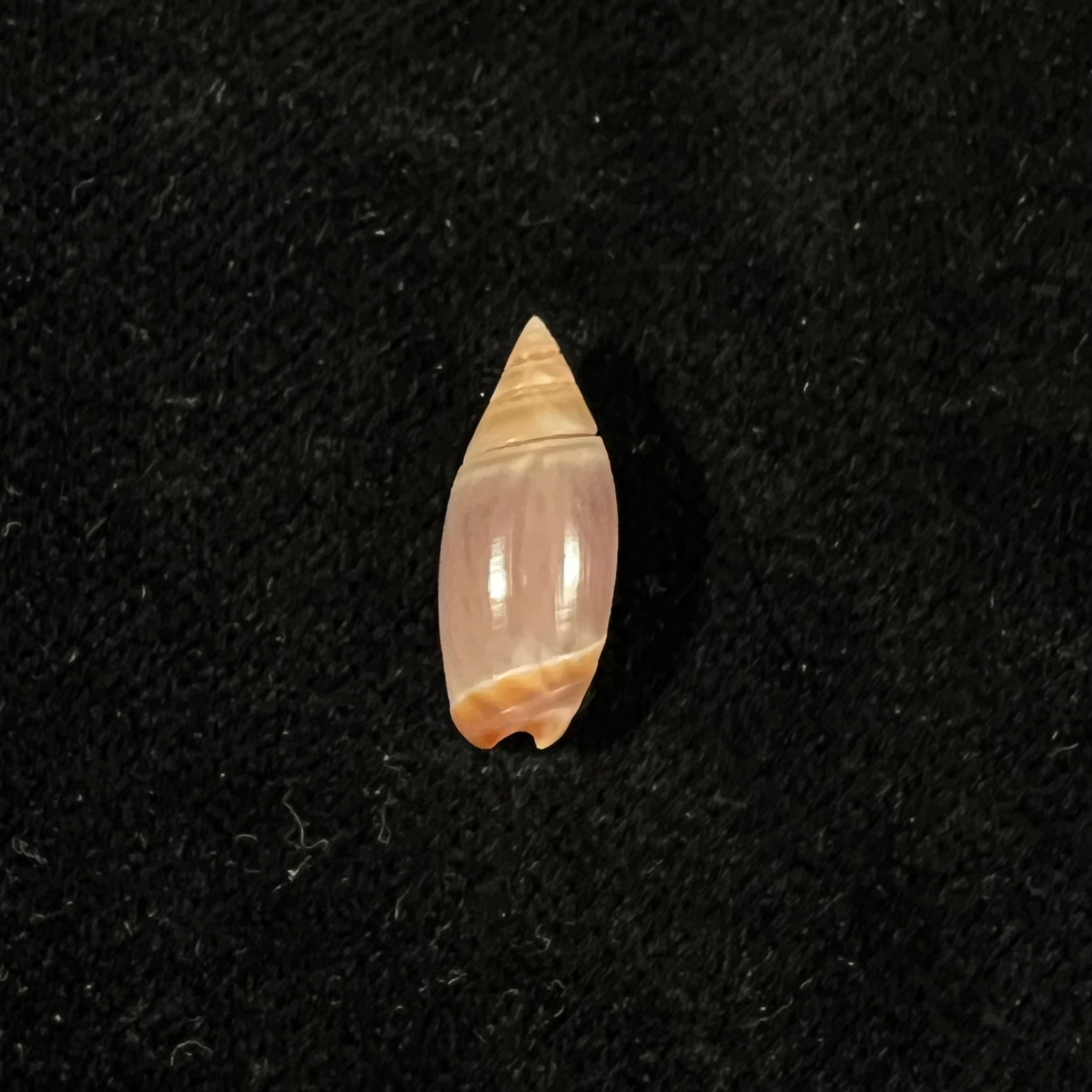 奥利维拉·比特勒里·奥尔森，1956 - 17,1mm
