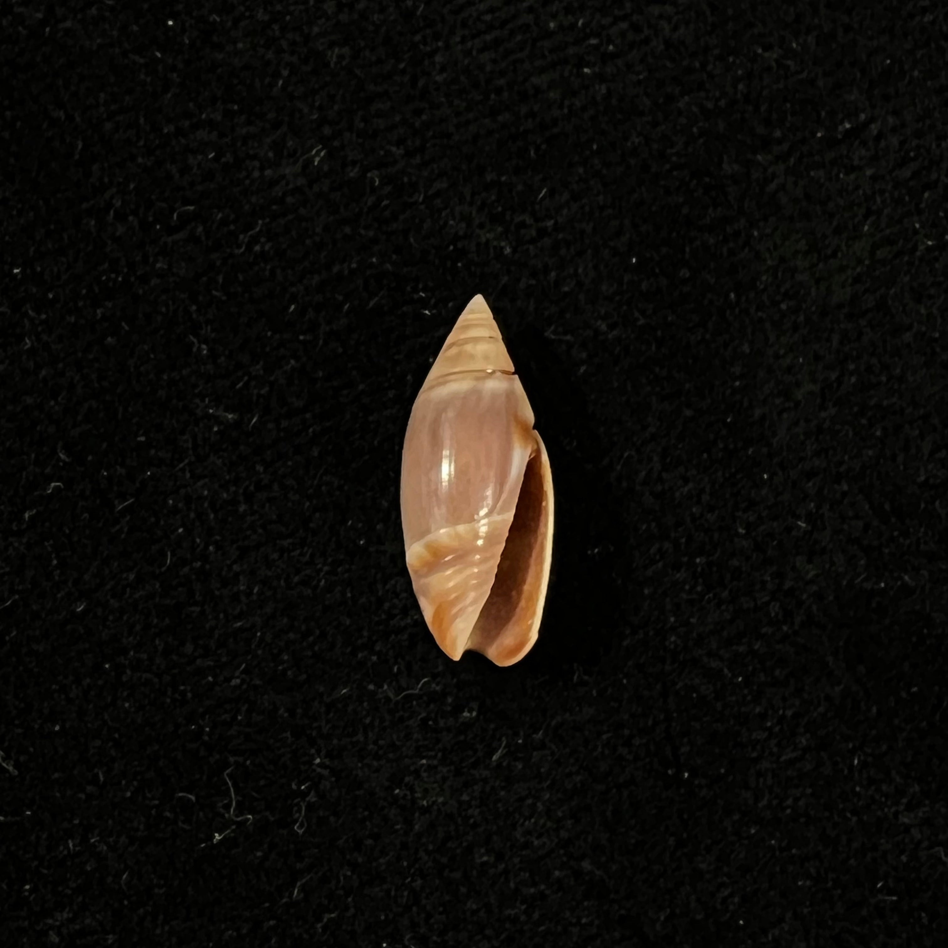 奥利维拉·比特勒里·奥尔森，1956 - 17,1mm