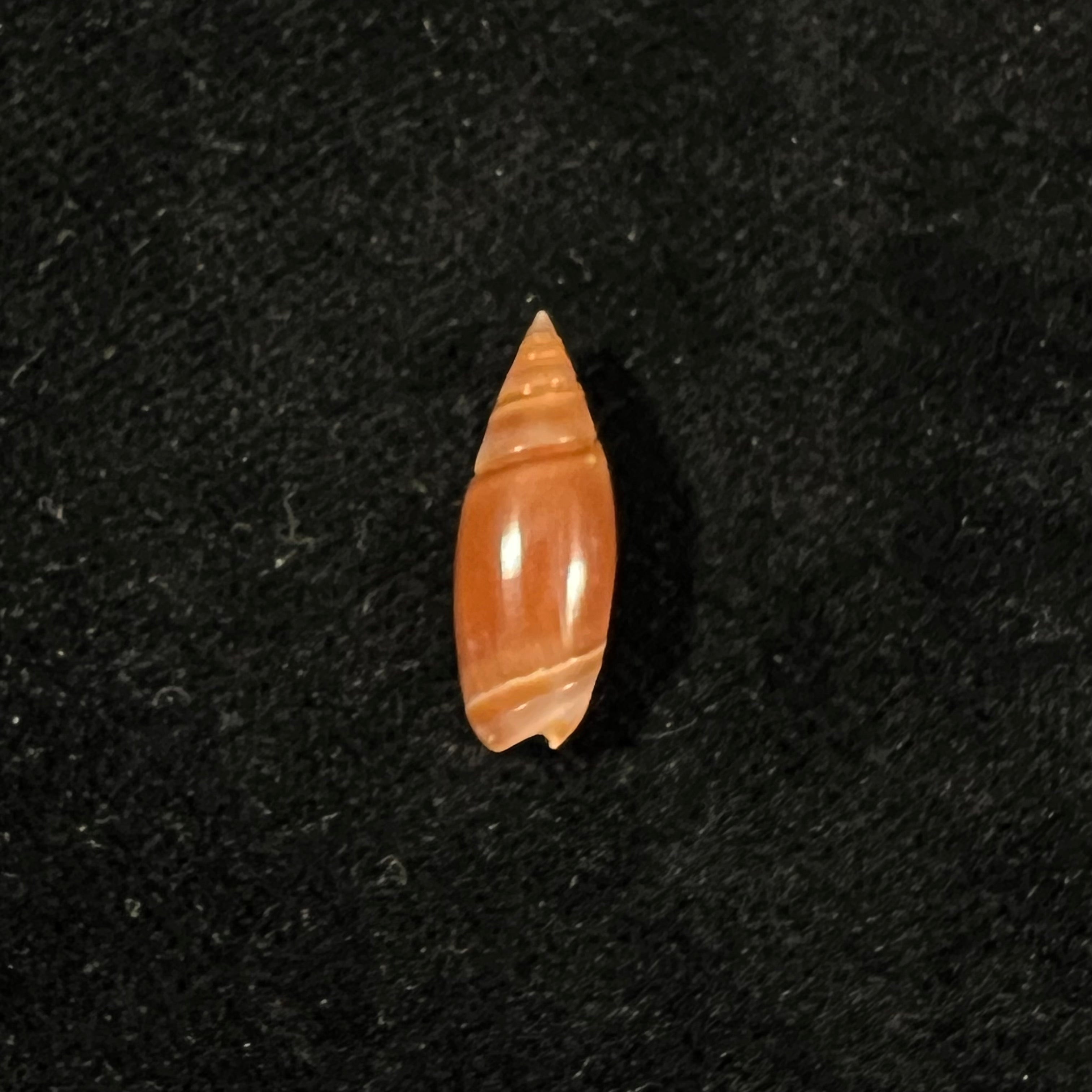奥利维拉·比特勒里·奥尔森，1956 - 18,9mm
