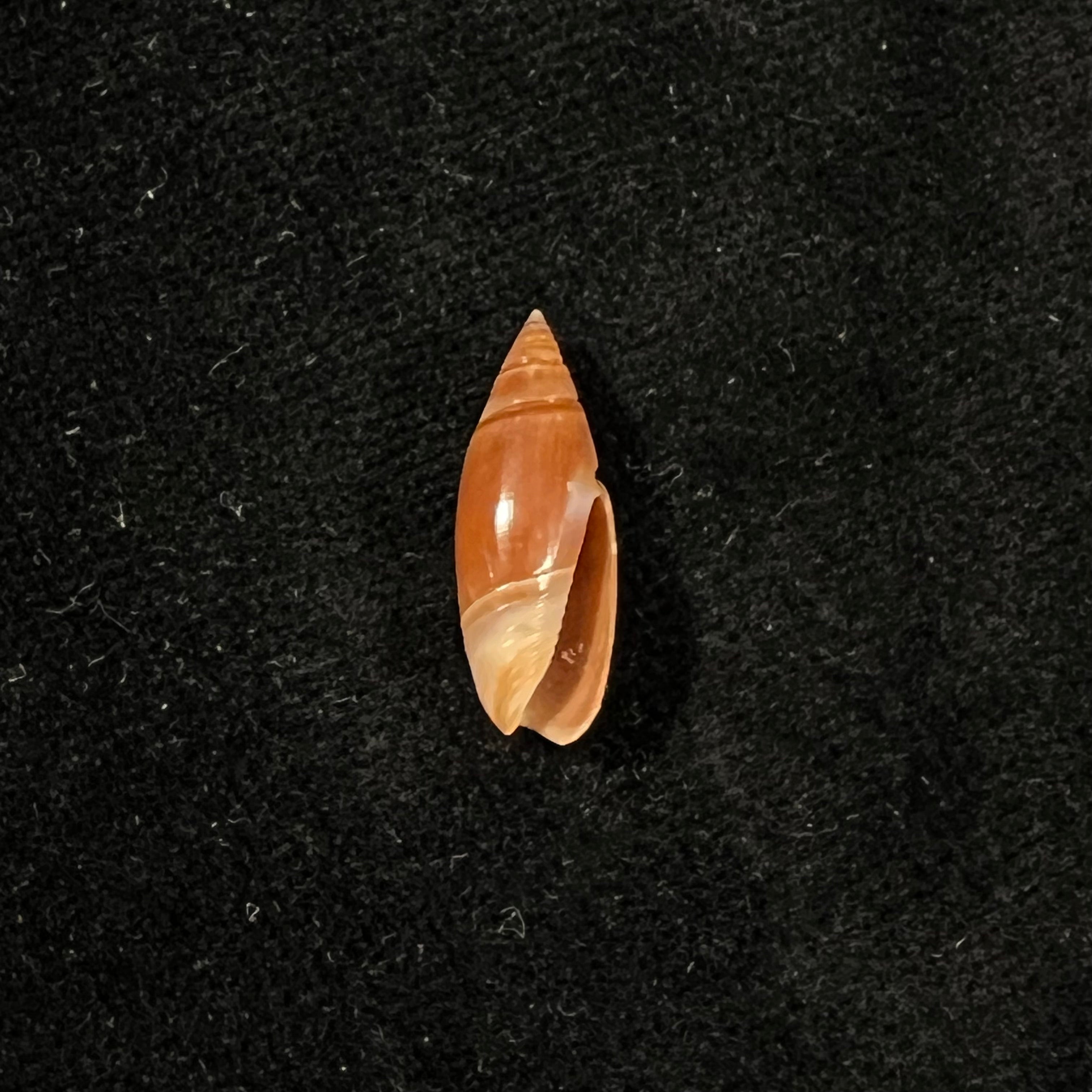 奥利维拉·比特勒里·奥尔森，1956 - 18,9mm