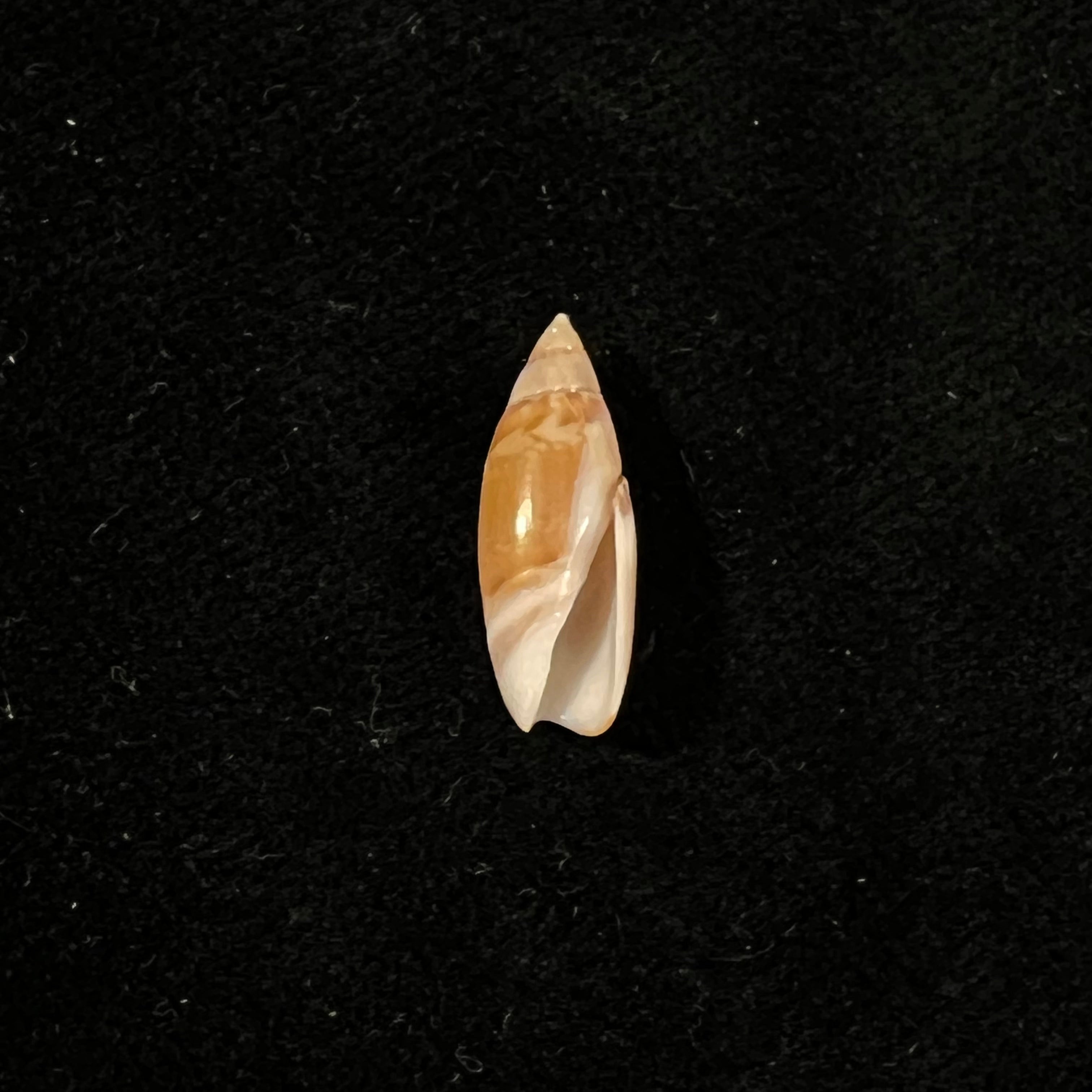 奥利维拉·比特勒里·奥尔森，1956 年 - 18 毫米