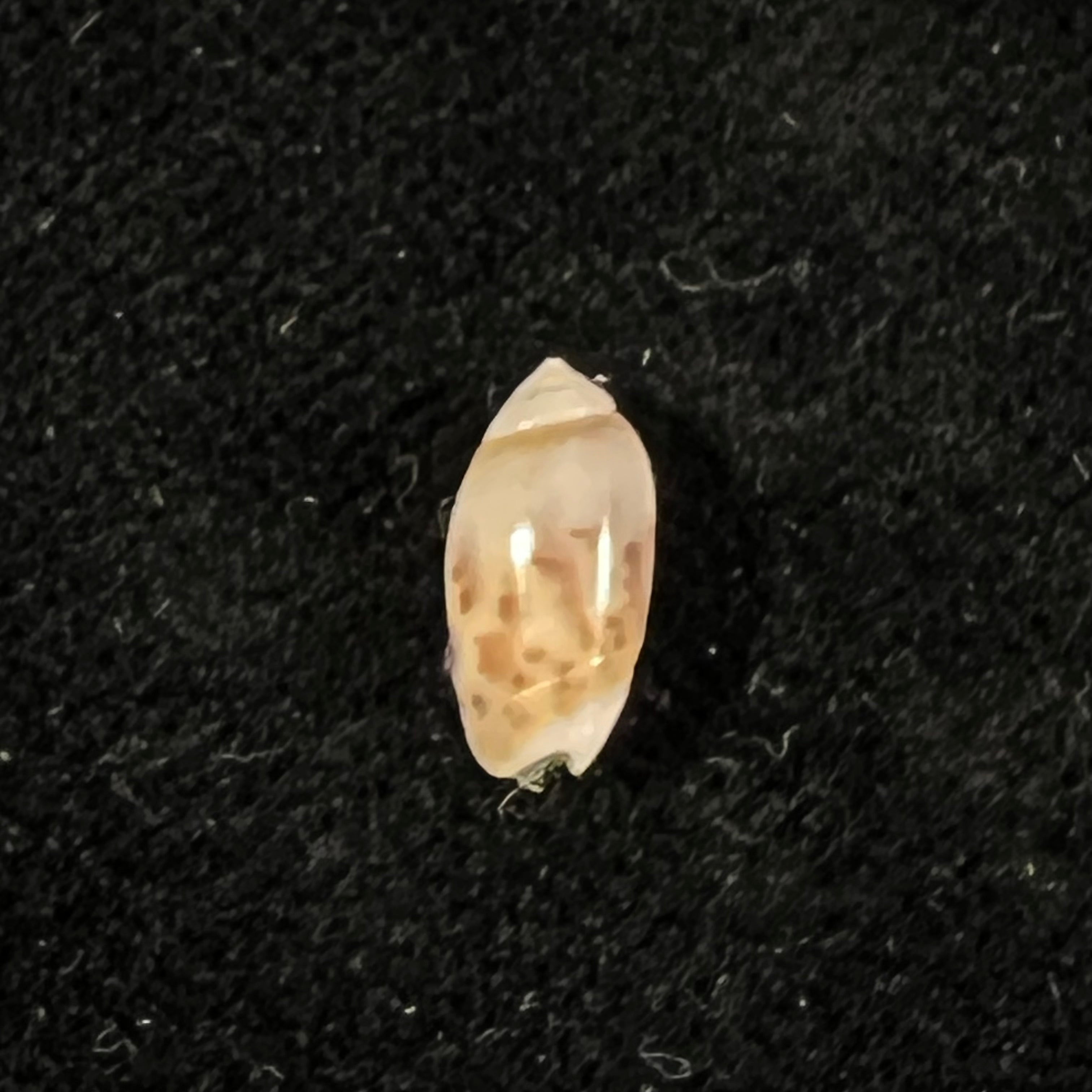 奥利维拉·比特勒里·奥尔森，1956 年 - 9,8mm