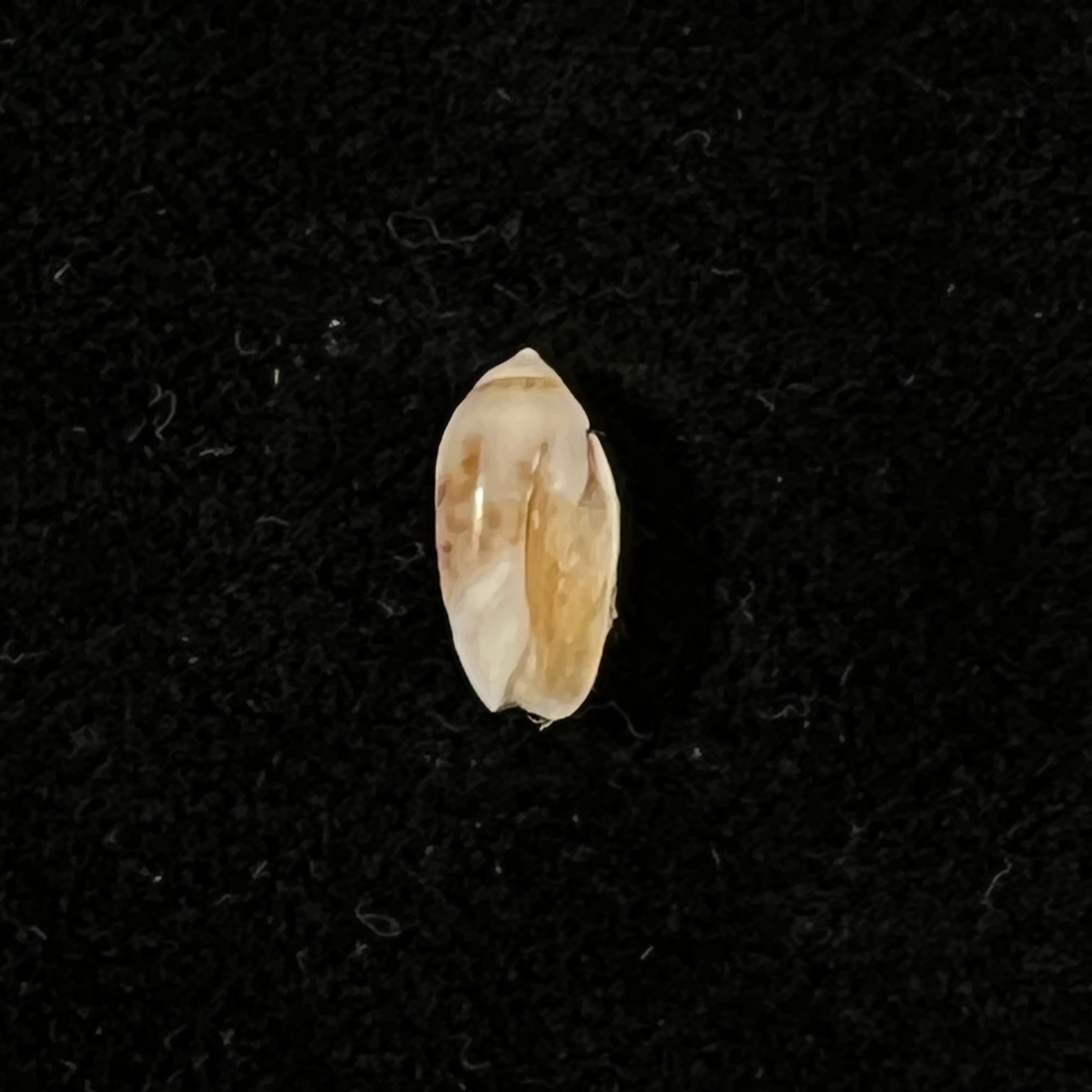 奥利维拉·比特勒里·奥尔森，1956 年 - 9,8mm
