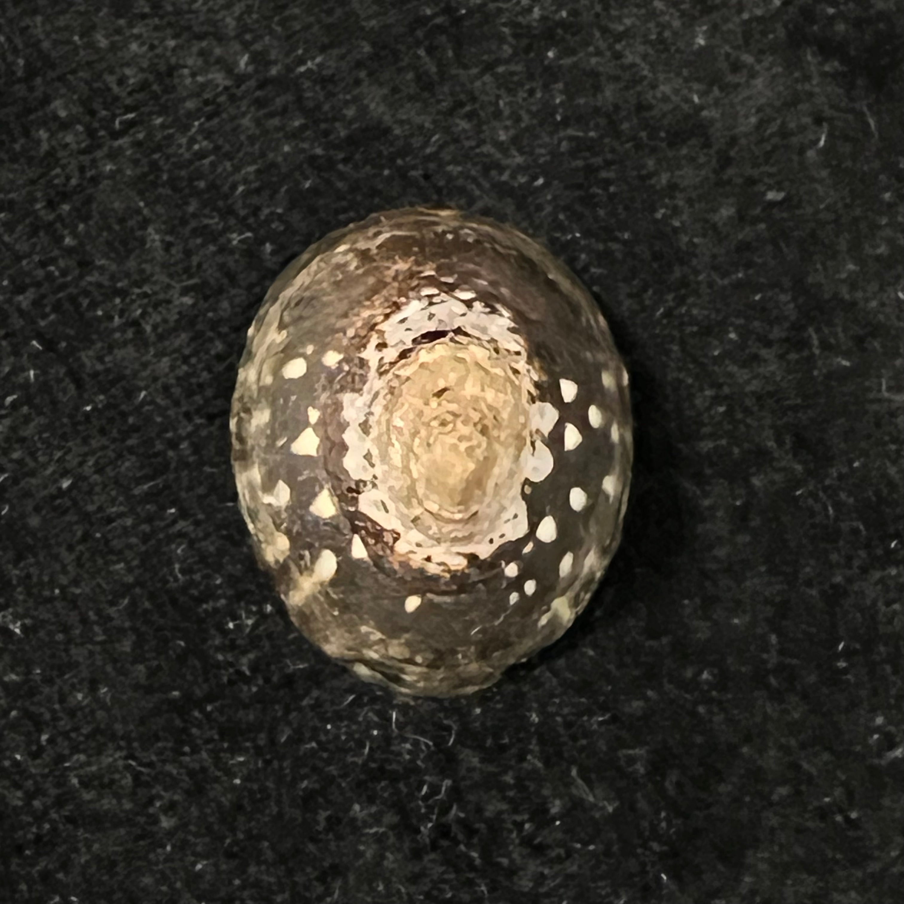 Lottia orbignyi (Dall, 1909) - 25,4mm