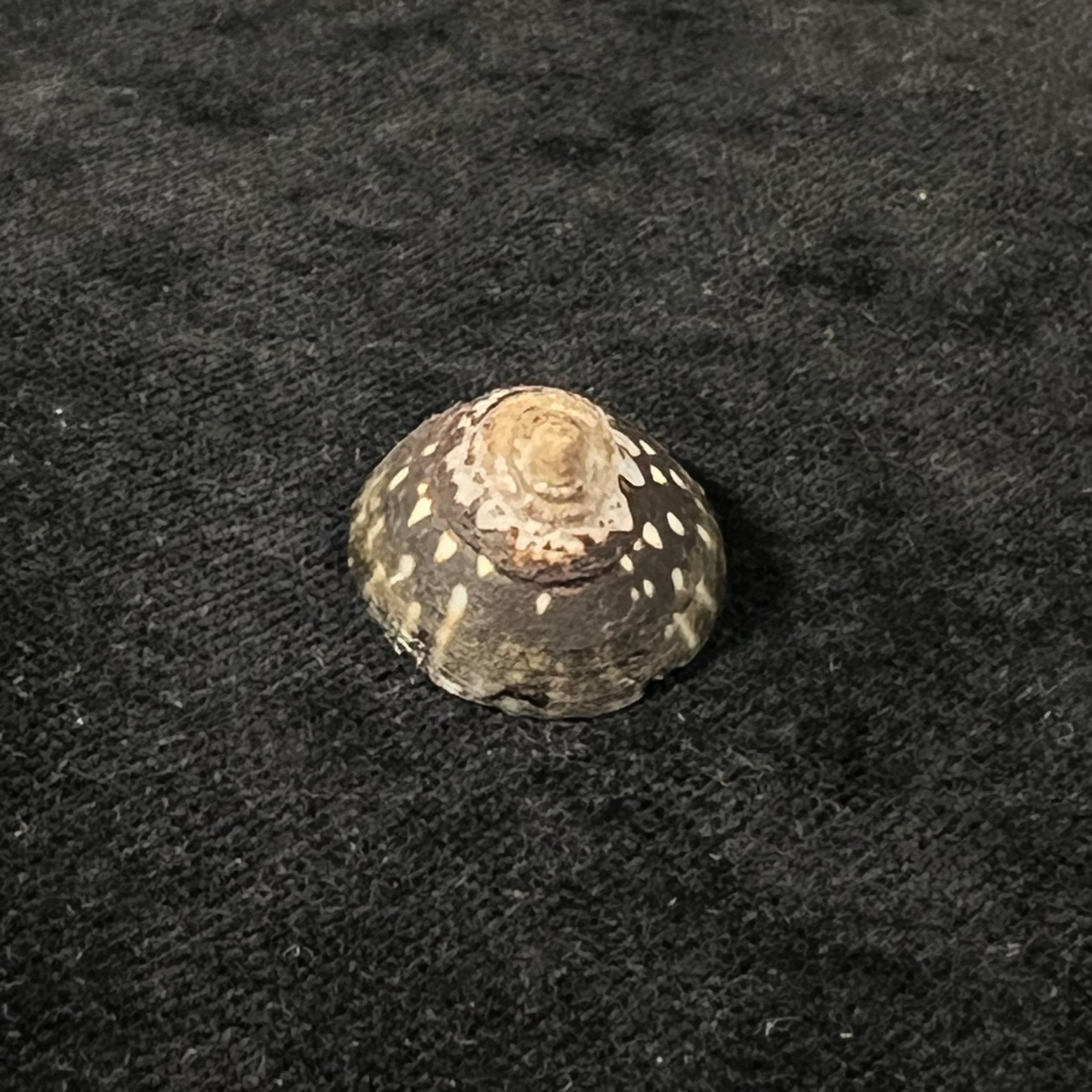 Lottia orbignyi (Dall, 1909) - 25,4mm