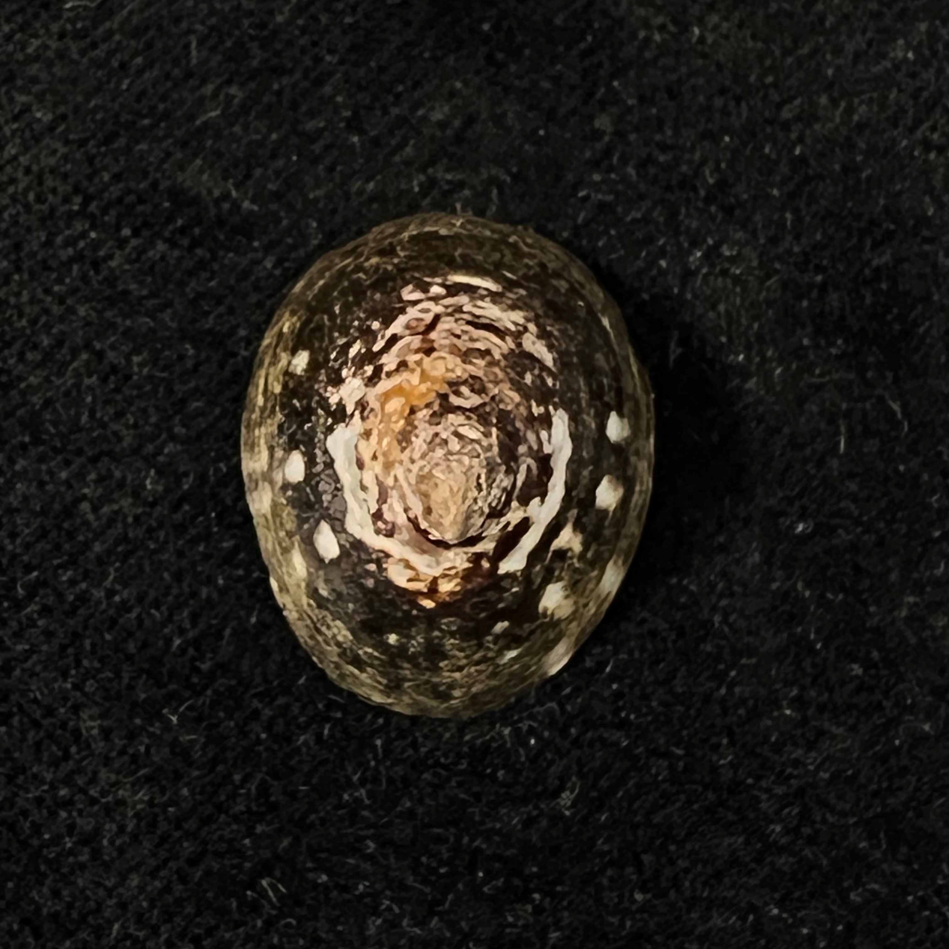 Lottia orbignyi (Dall, 1909) - 23,4mm