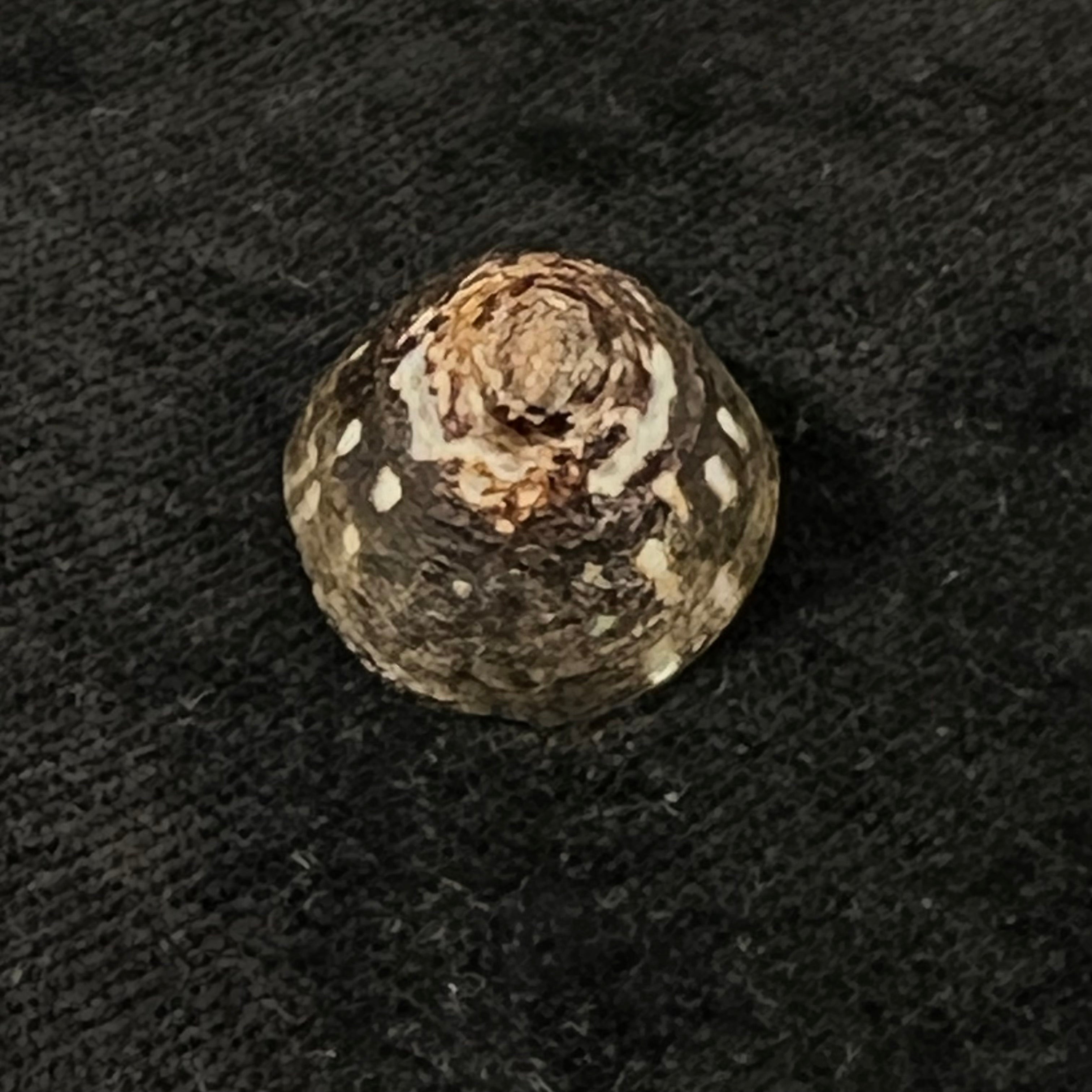 Lottia orbignyi (Dall, 1909) - 23,4mm