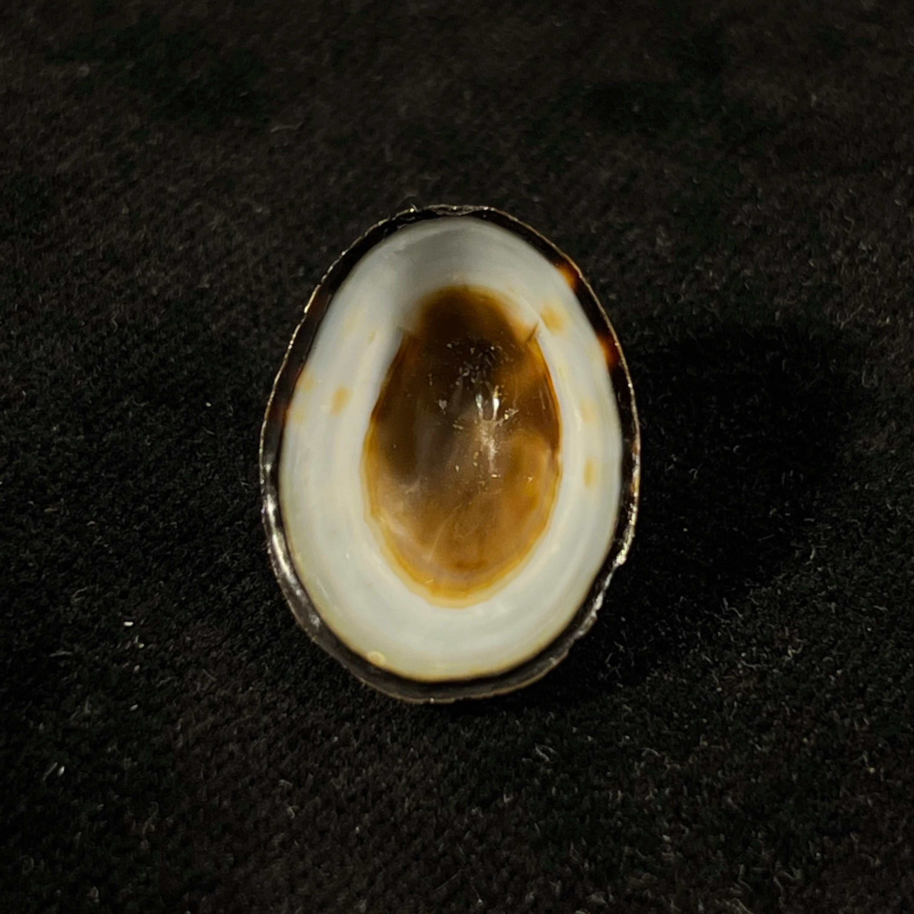 Lottia orbignyi (Dall, 1909) - 23,4mm