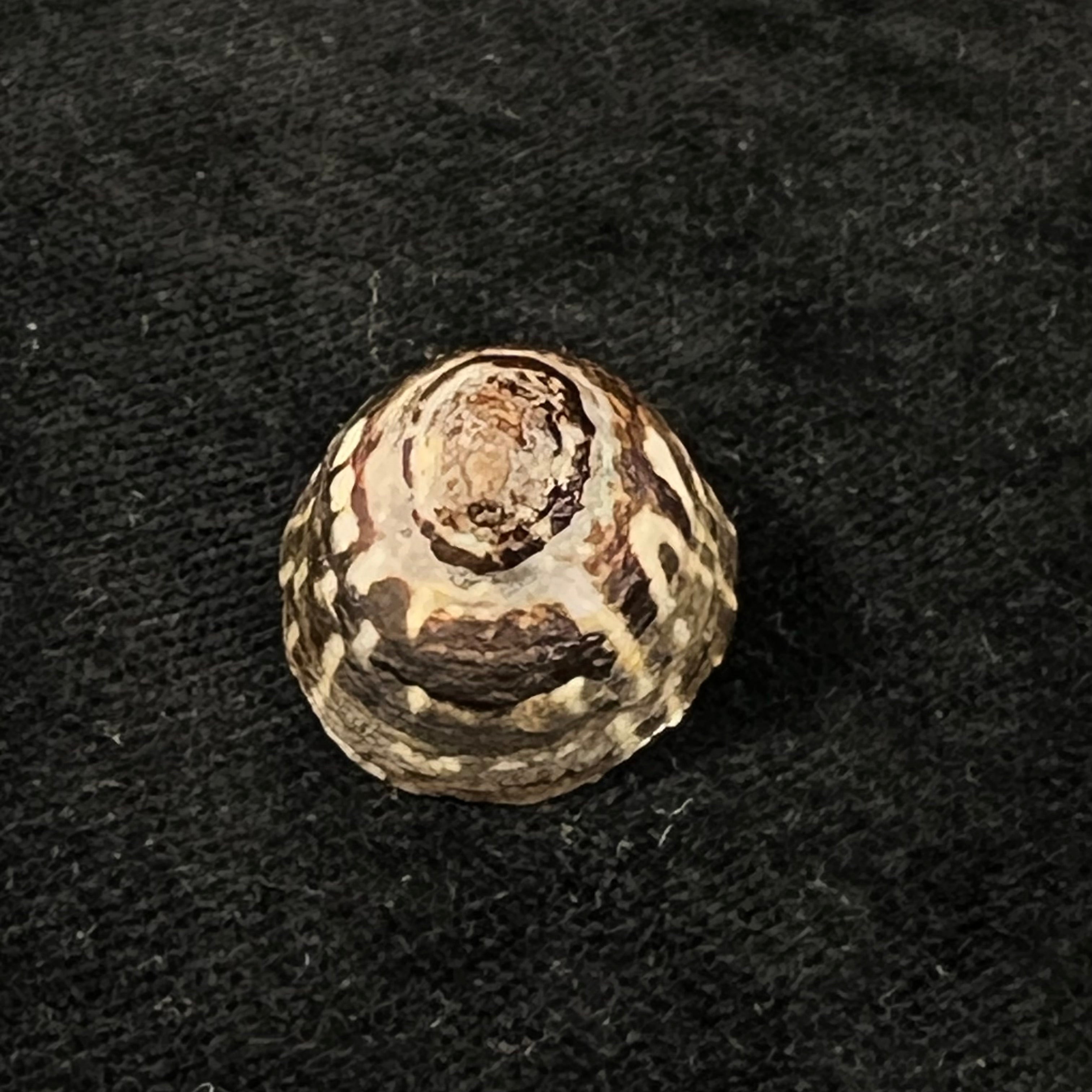 Lottia orbignyi (Dall, 1909) - 24,1mm