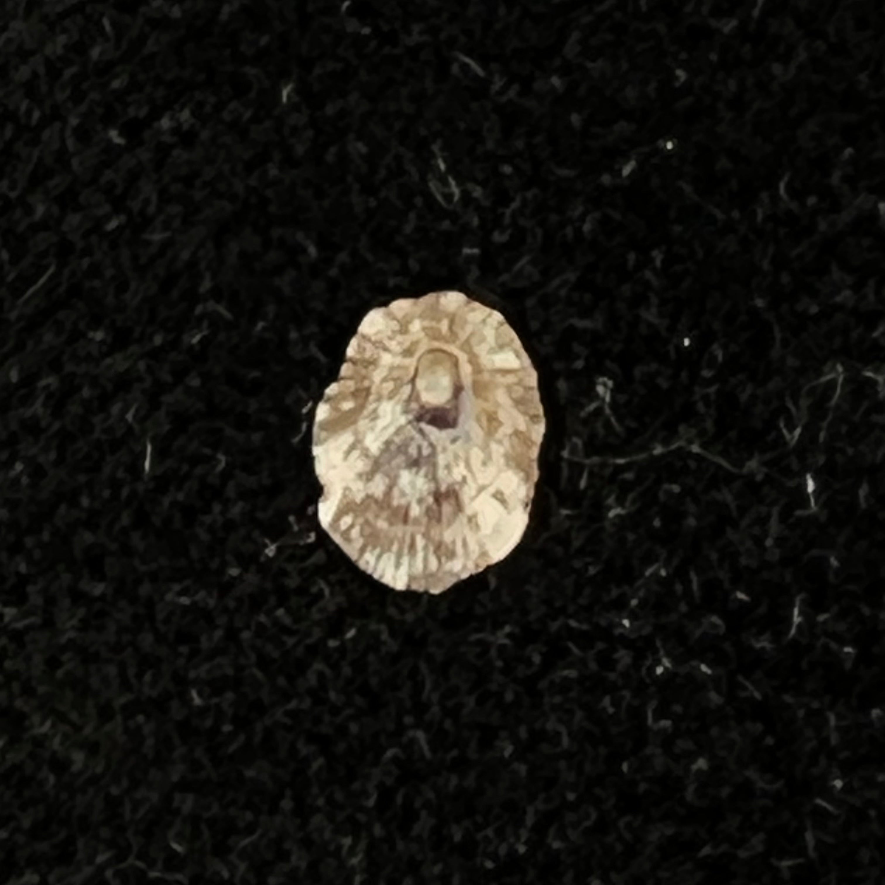 Lottia marcusi (Righi, 1966) - 7,1mm