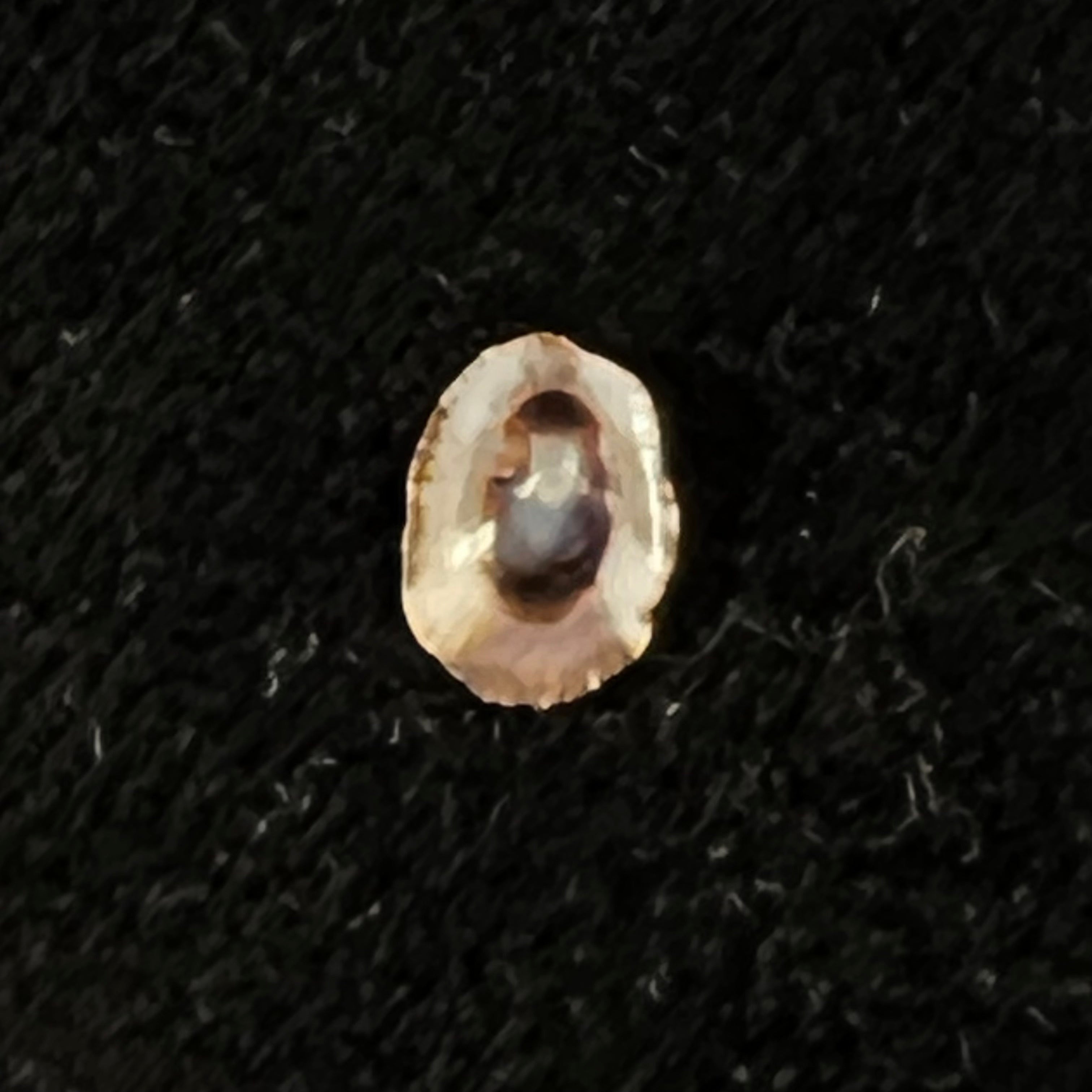 Lottia marcusi (Righi, 1966) - 7,1mm