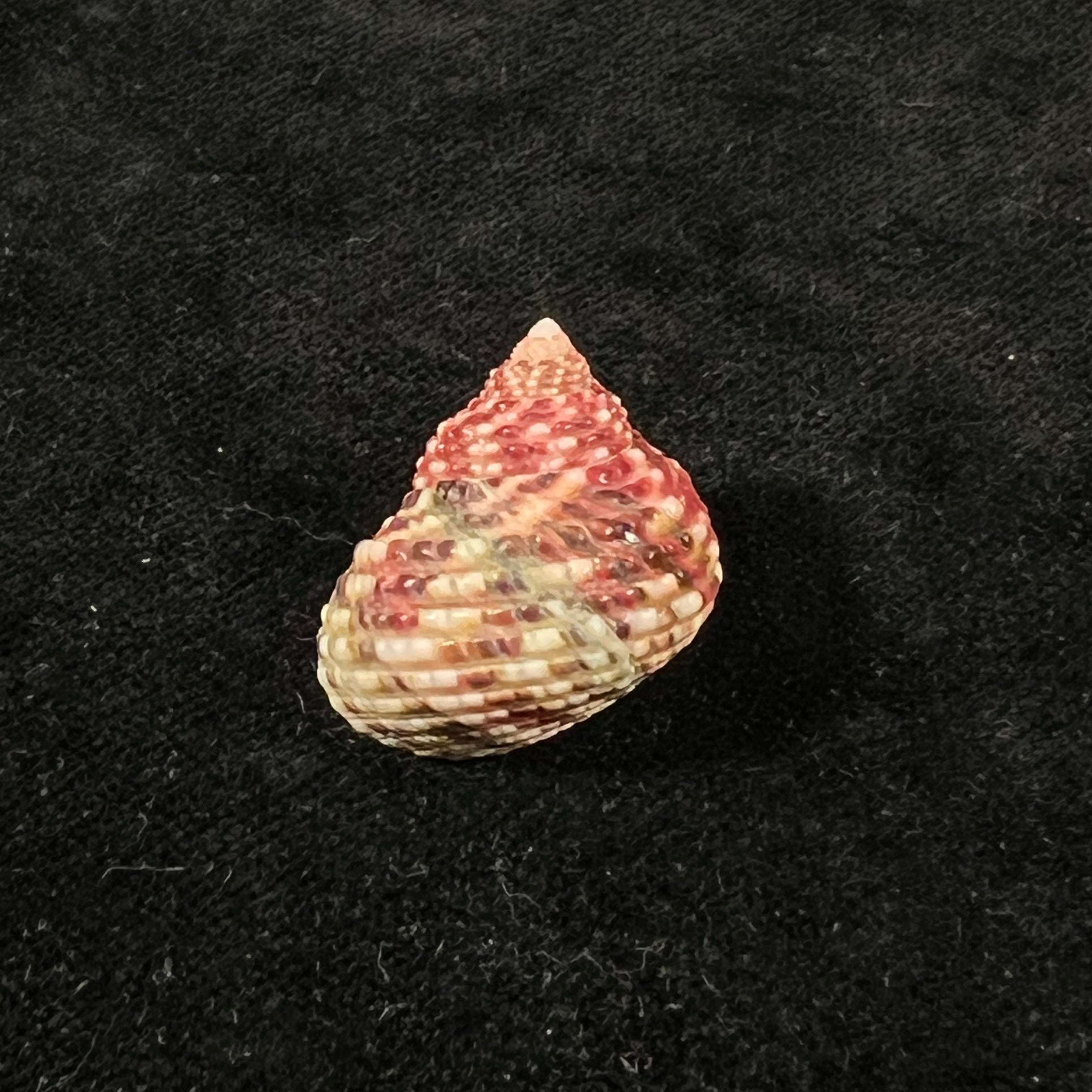 Monodonta labio (林奈, 1758) - 24,1mm