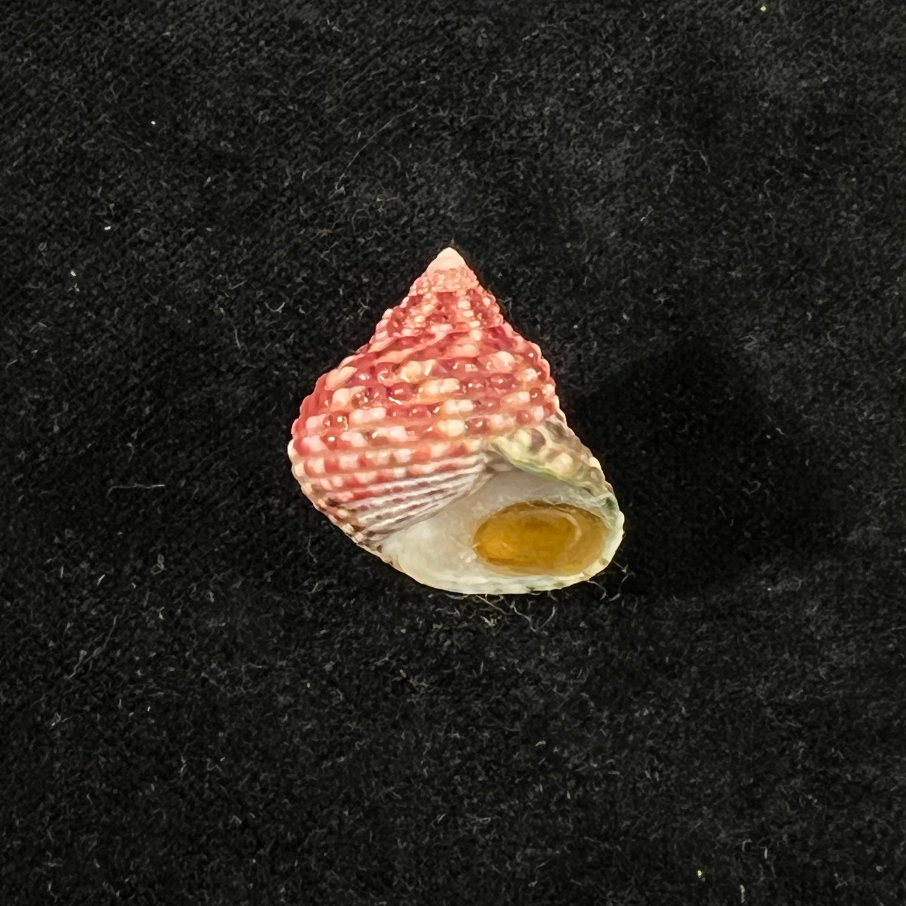 Monodonta labio (林奈, 1758) - 24,1mm