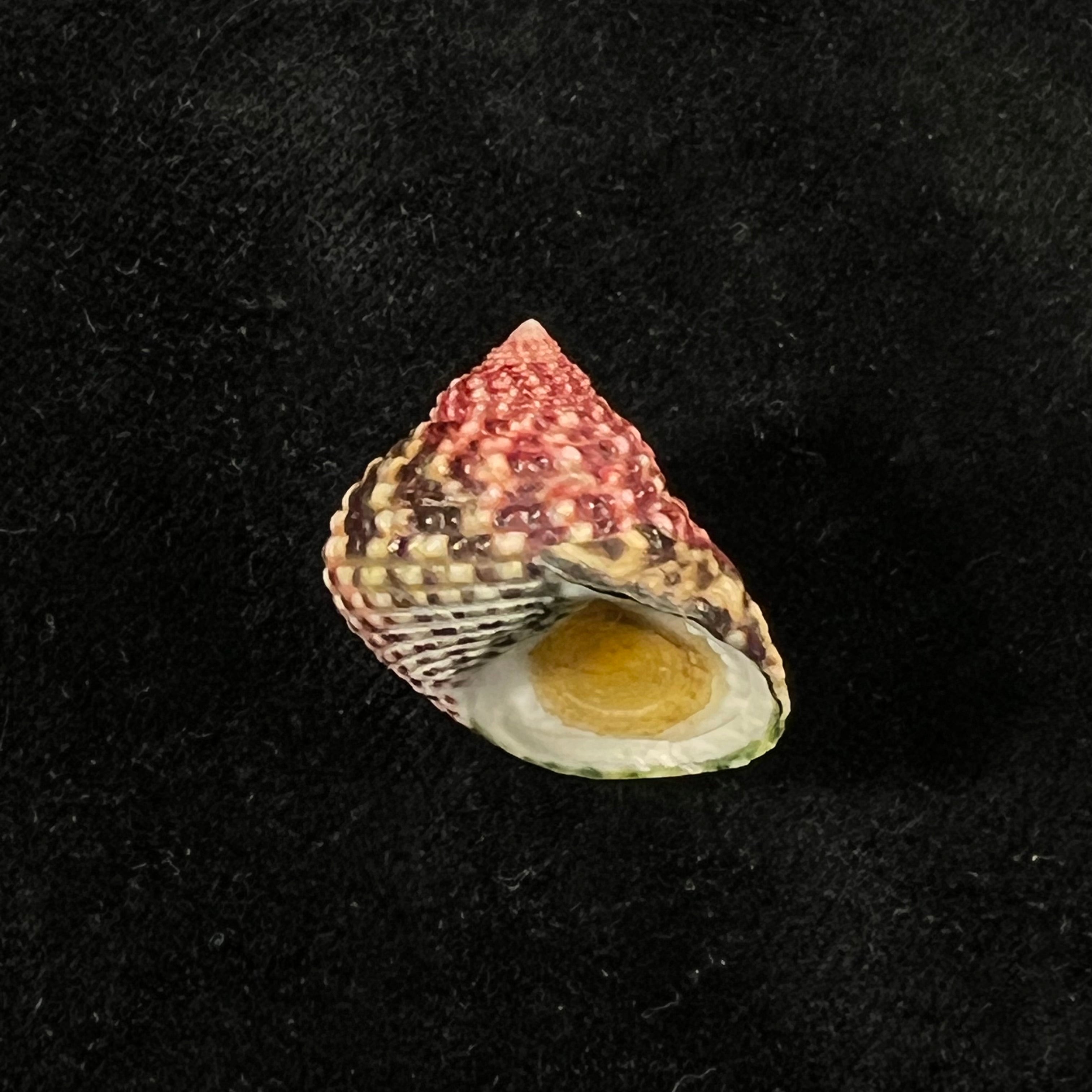 Monodonta labio (林奈, 1758) - 23,5mm