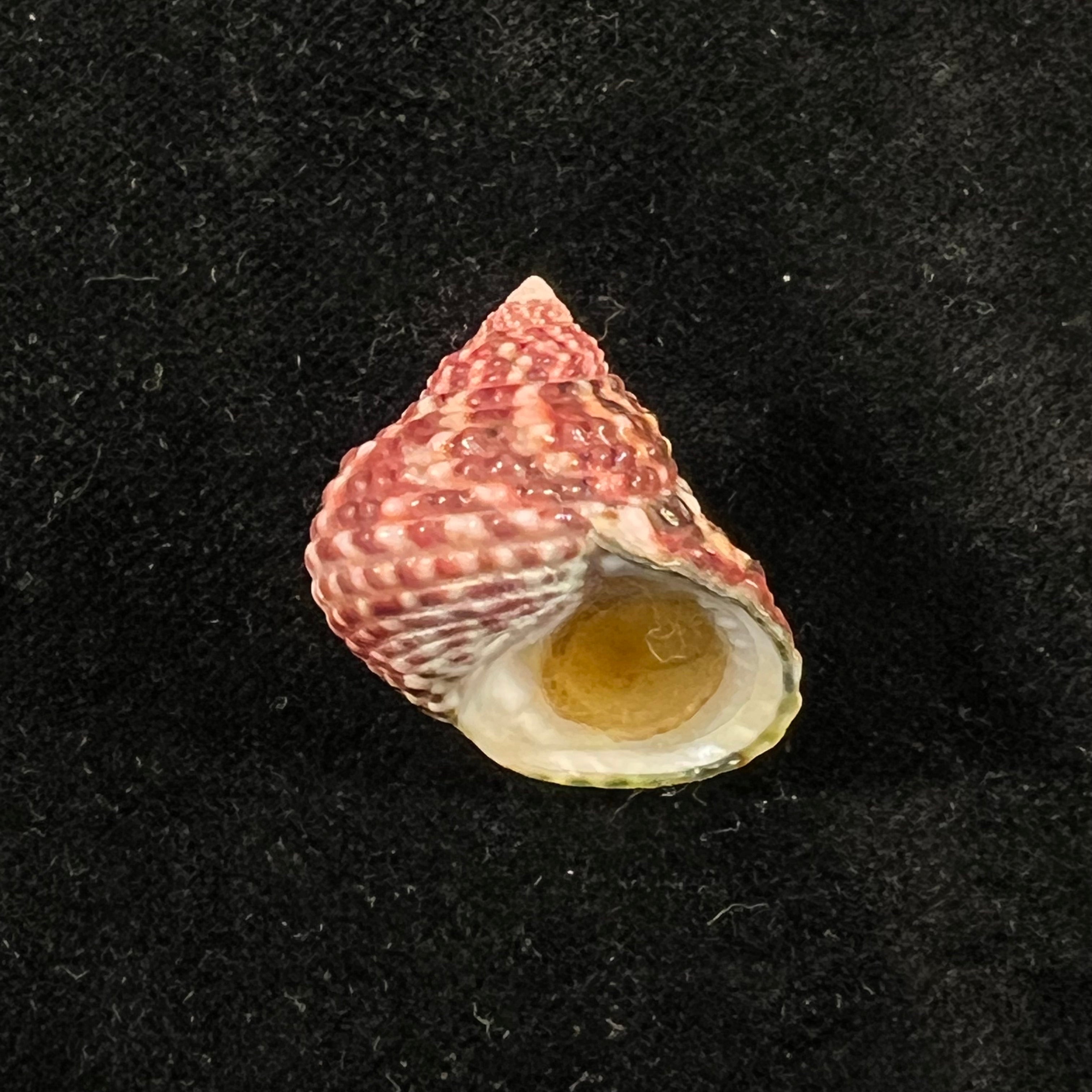 Monodonta labio (林奈, 1758) - 24,5mm