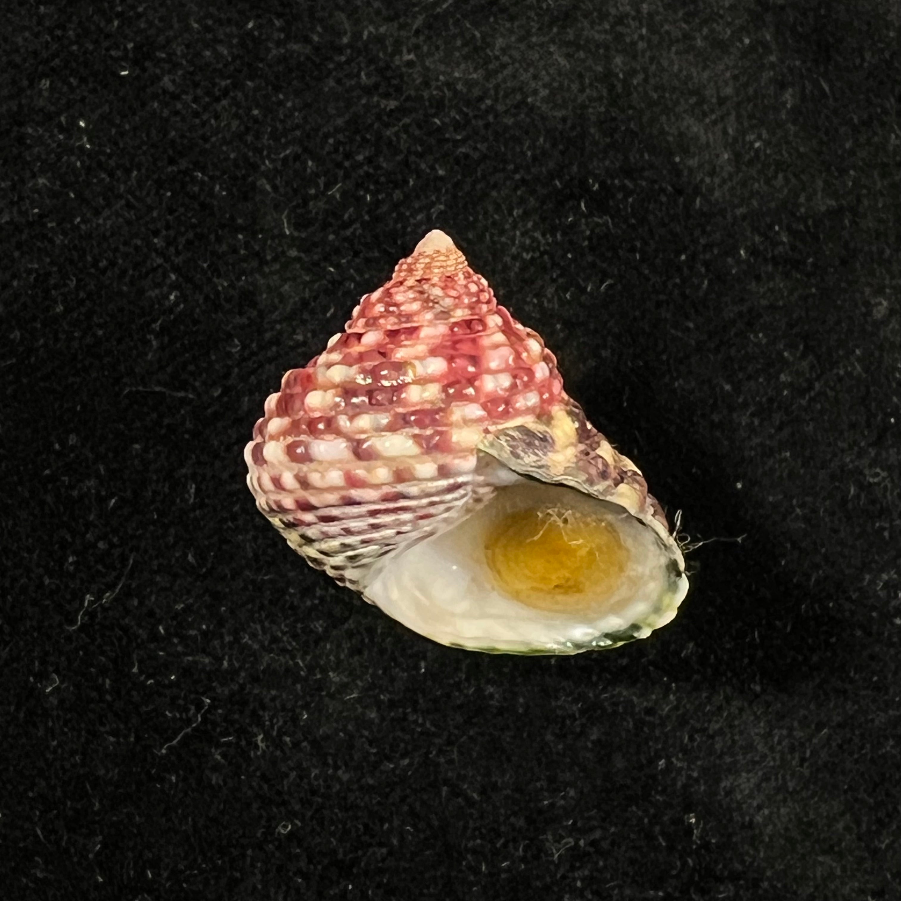 Monodonta labio (林奈, 1758) - 23,8mm