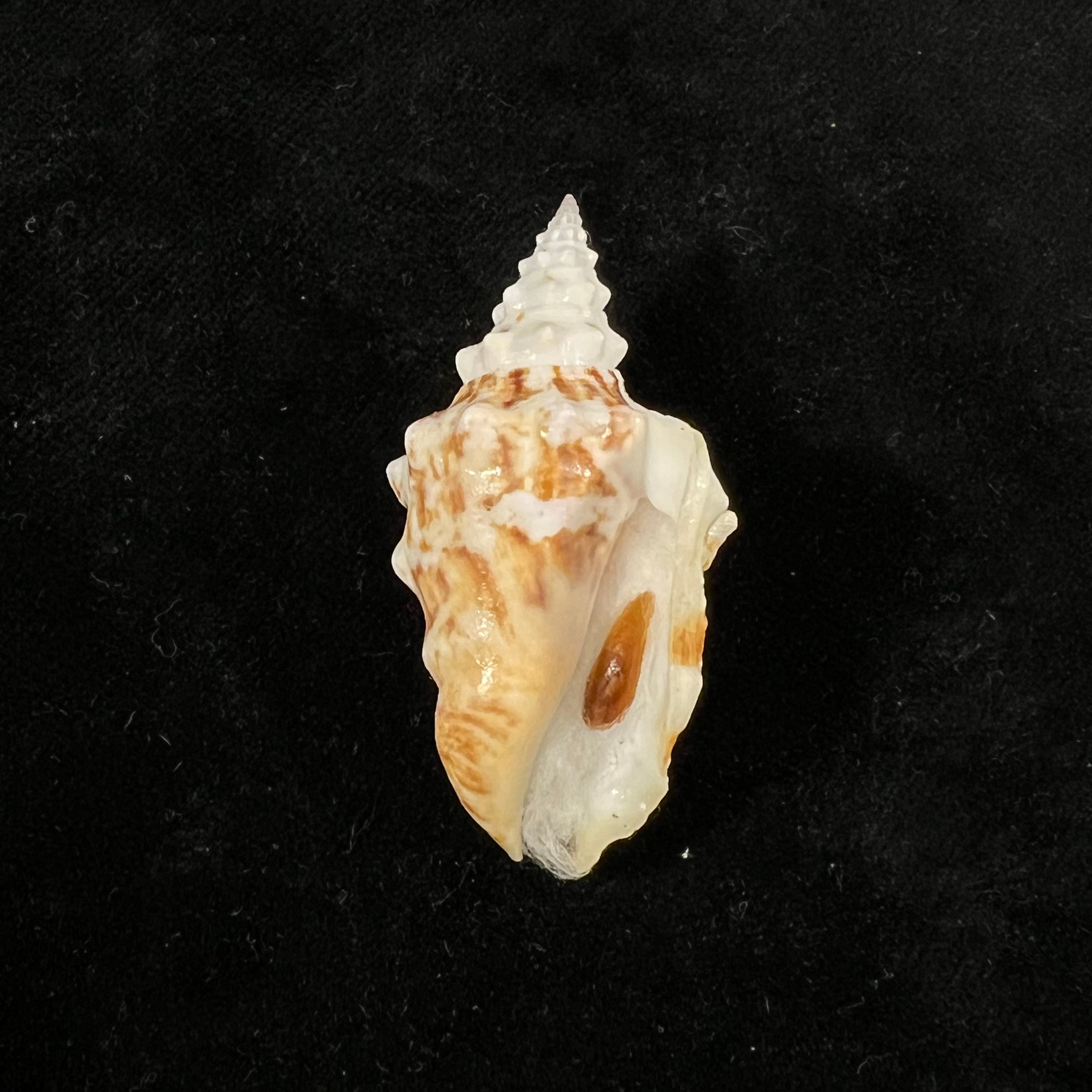 粒状长尾水蚤 (Swainson, 1822) - 48毫米