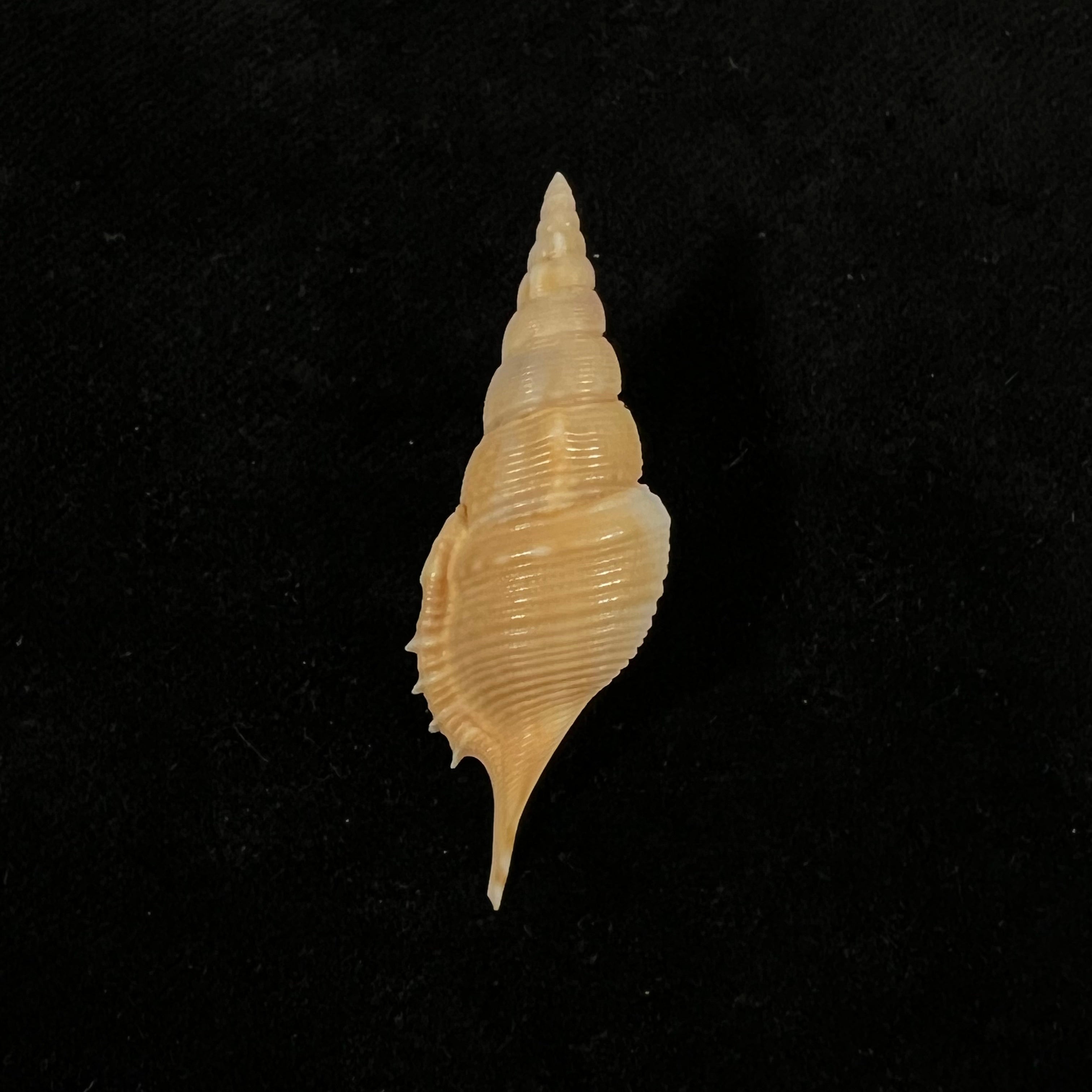 Rimellopsis powisii (Petit de la Saussaye, 1840) - 44,9mm