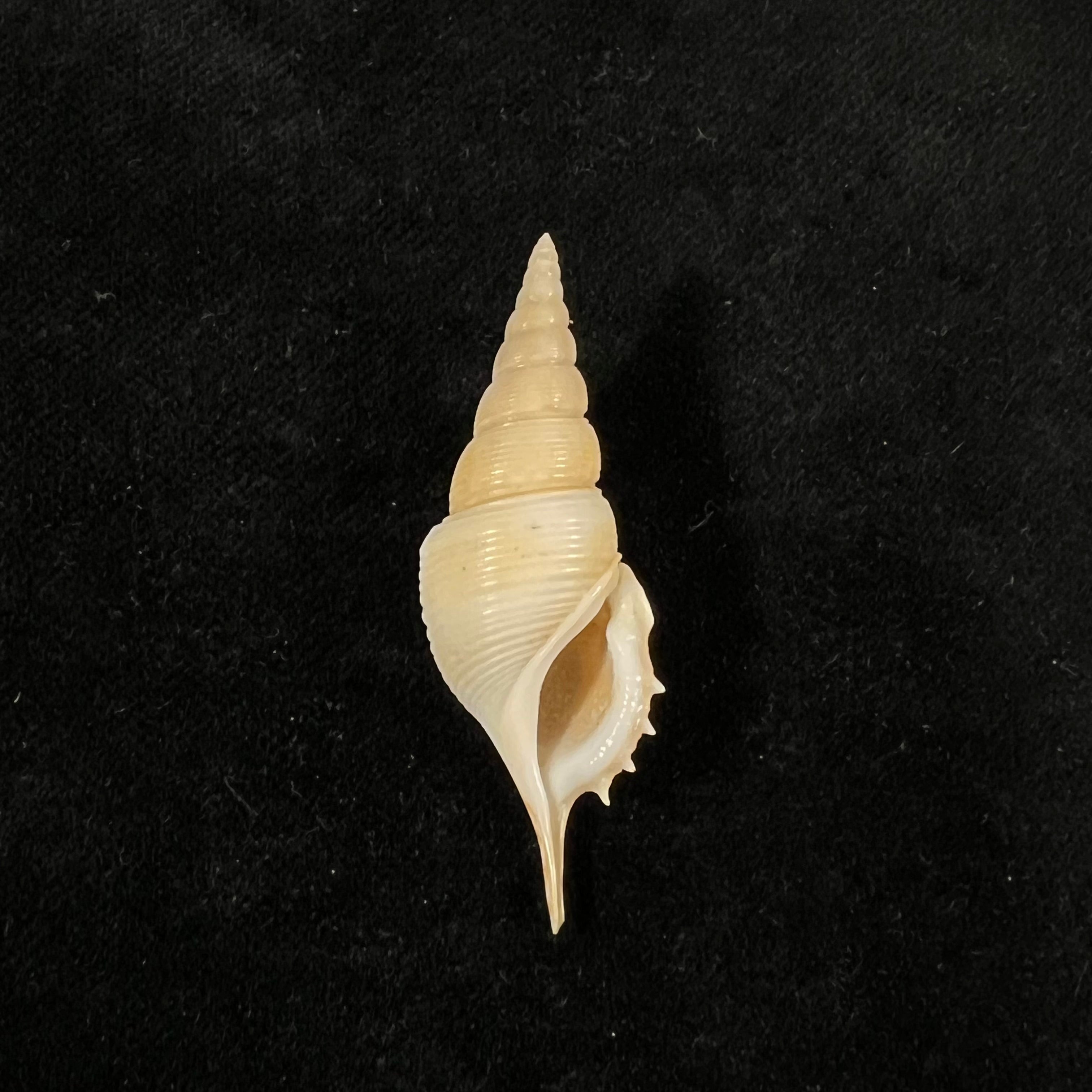 Rimellopsis powisii (Petit de la Saussaye, 1840) - 44,9mm