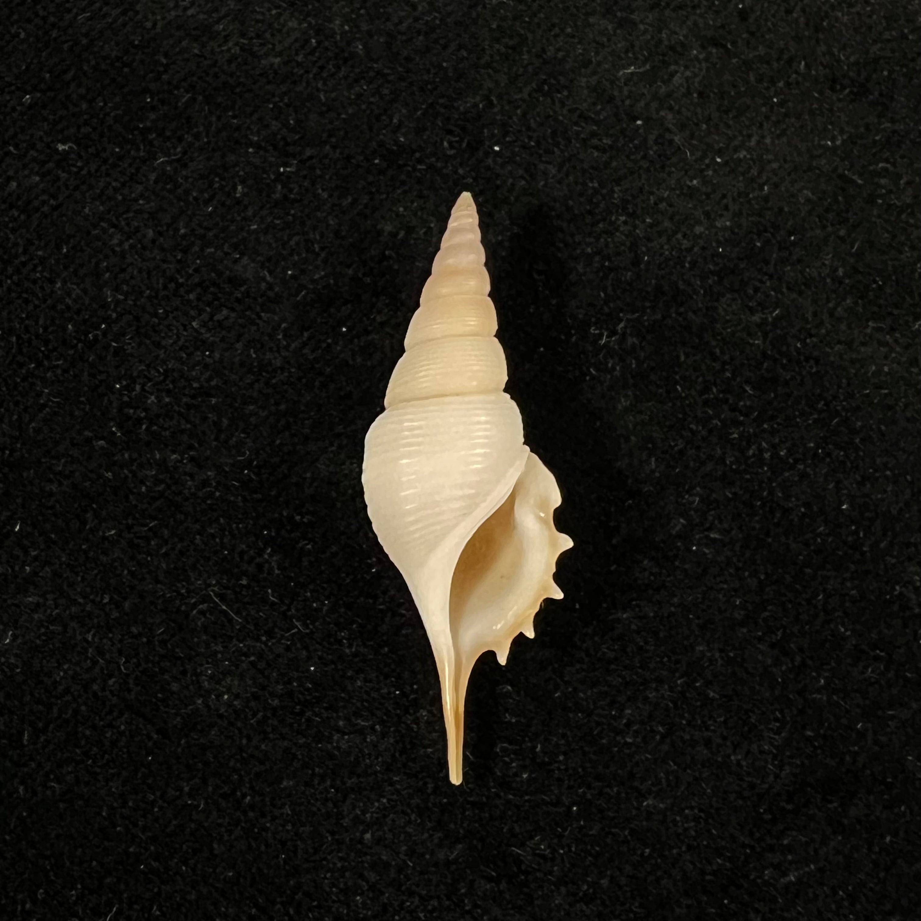 Rimellopsis powisii (Petit de la Saussaye, 1840) - 41,5mm