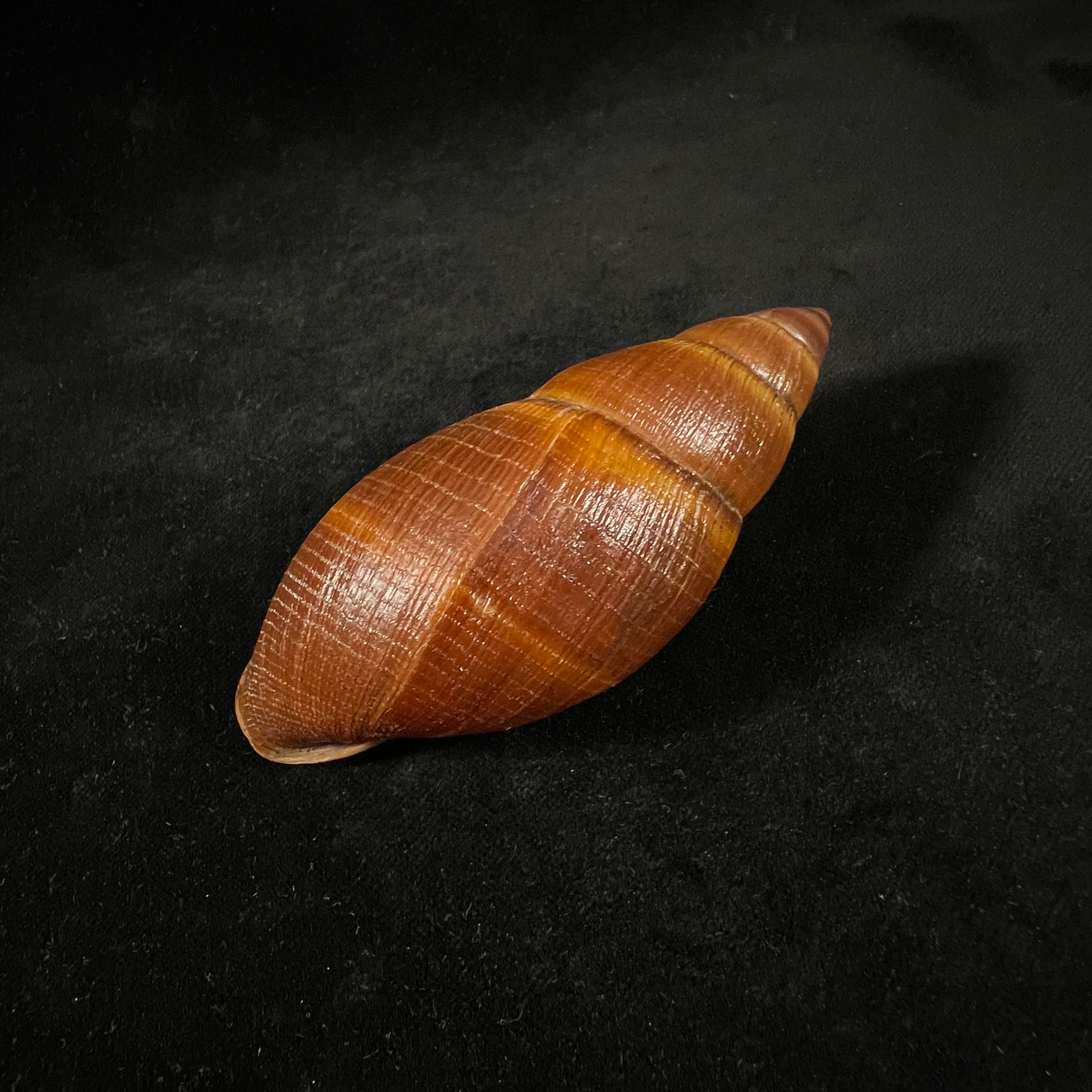 Thaumastus sangoae (Tschudi in Troschel, 1852) - 97,6mm