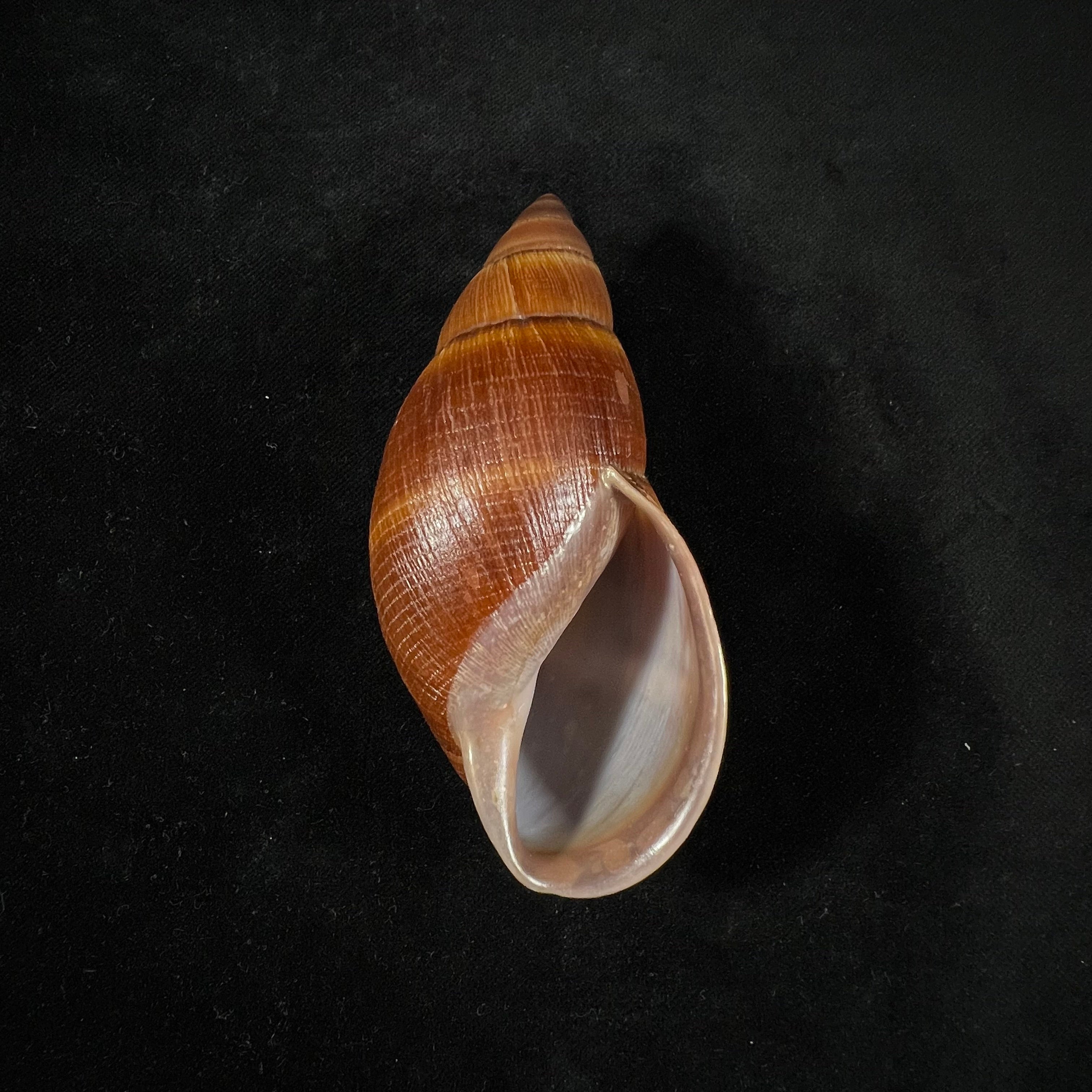 Thaumastus sangoae (Tschudi in Troschel, 1852) - 97,6mm