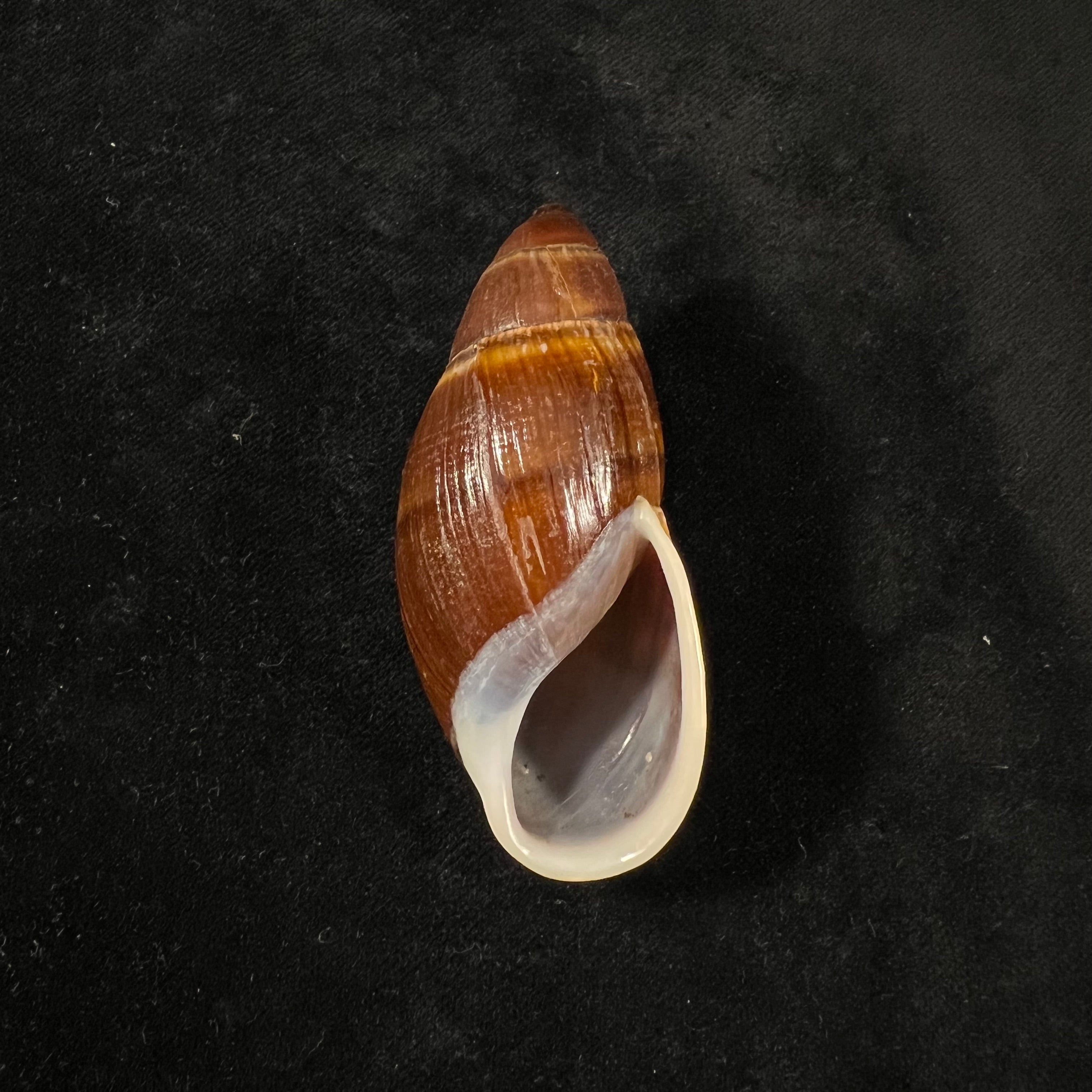 Thaumastus foveolatus (Reeve, 1849) - 69,8mm