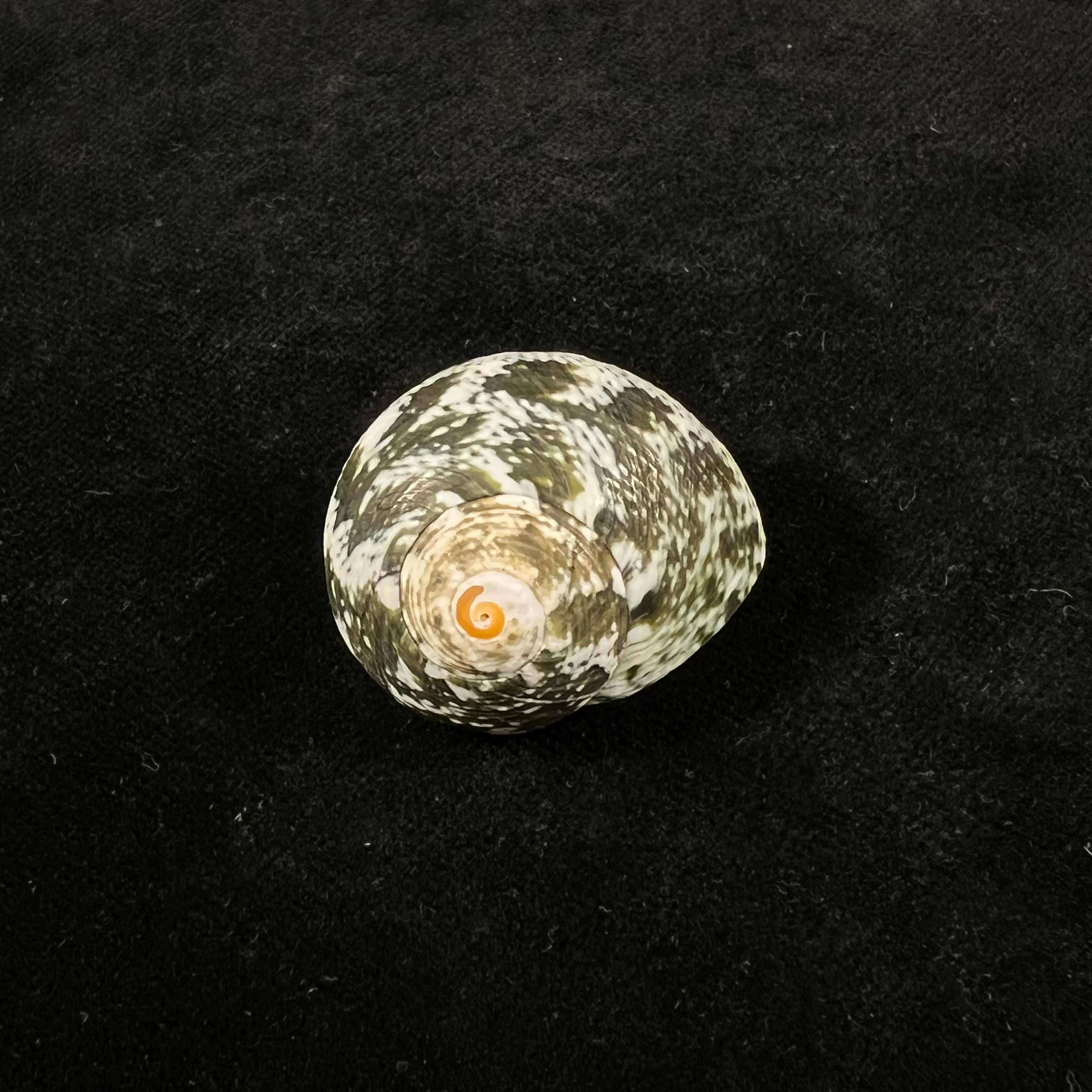 Lunella cinerea (Born, 1778) - 31,7mm