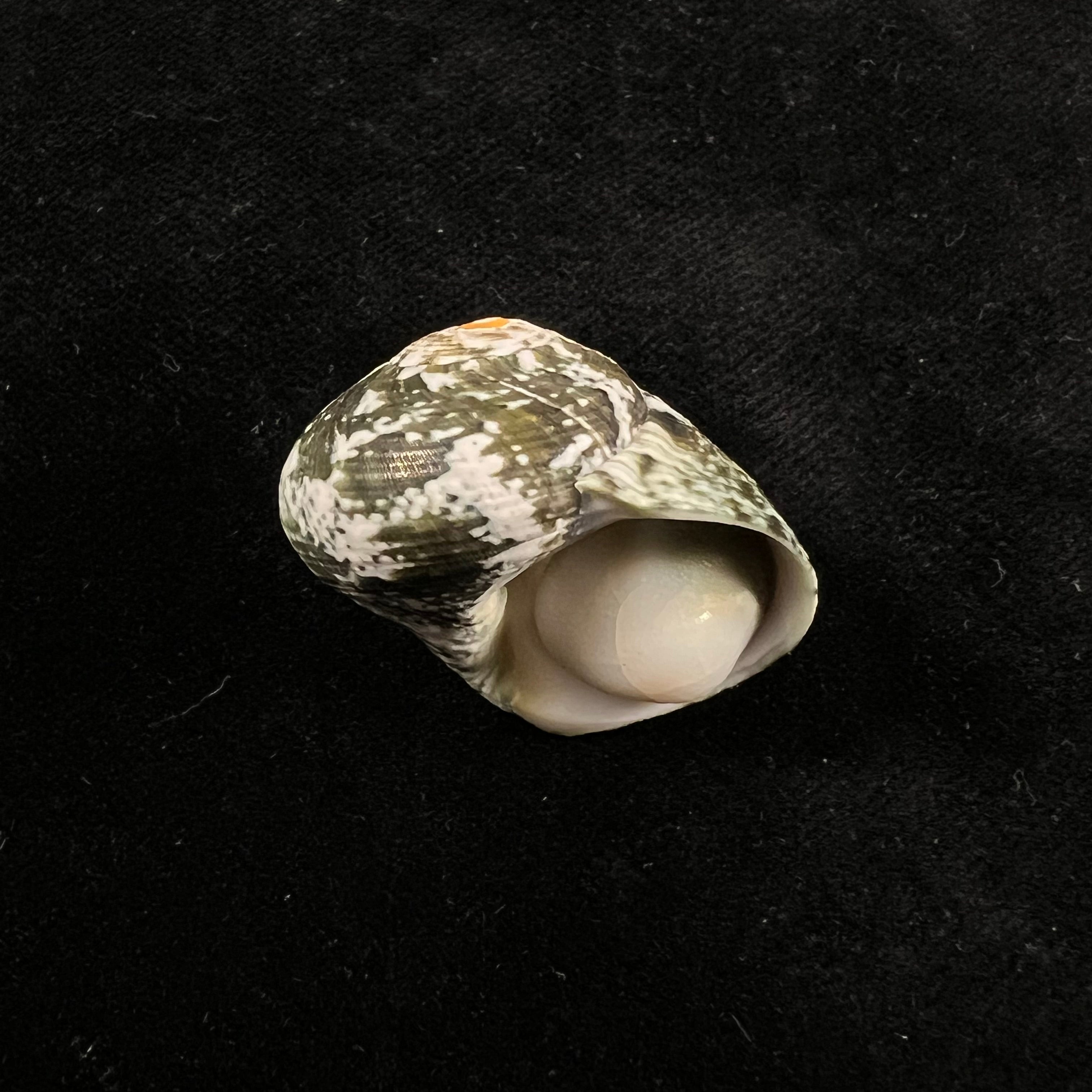 Lunella cinerea (Born, 1778) - 31,7mm