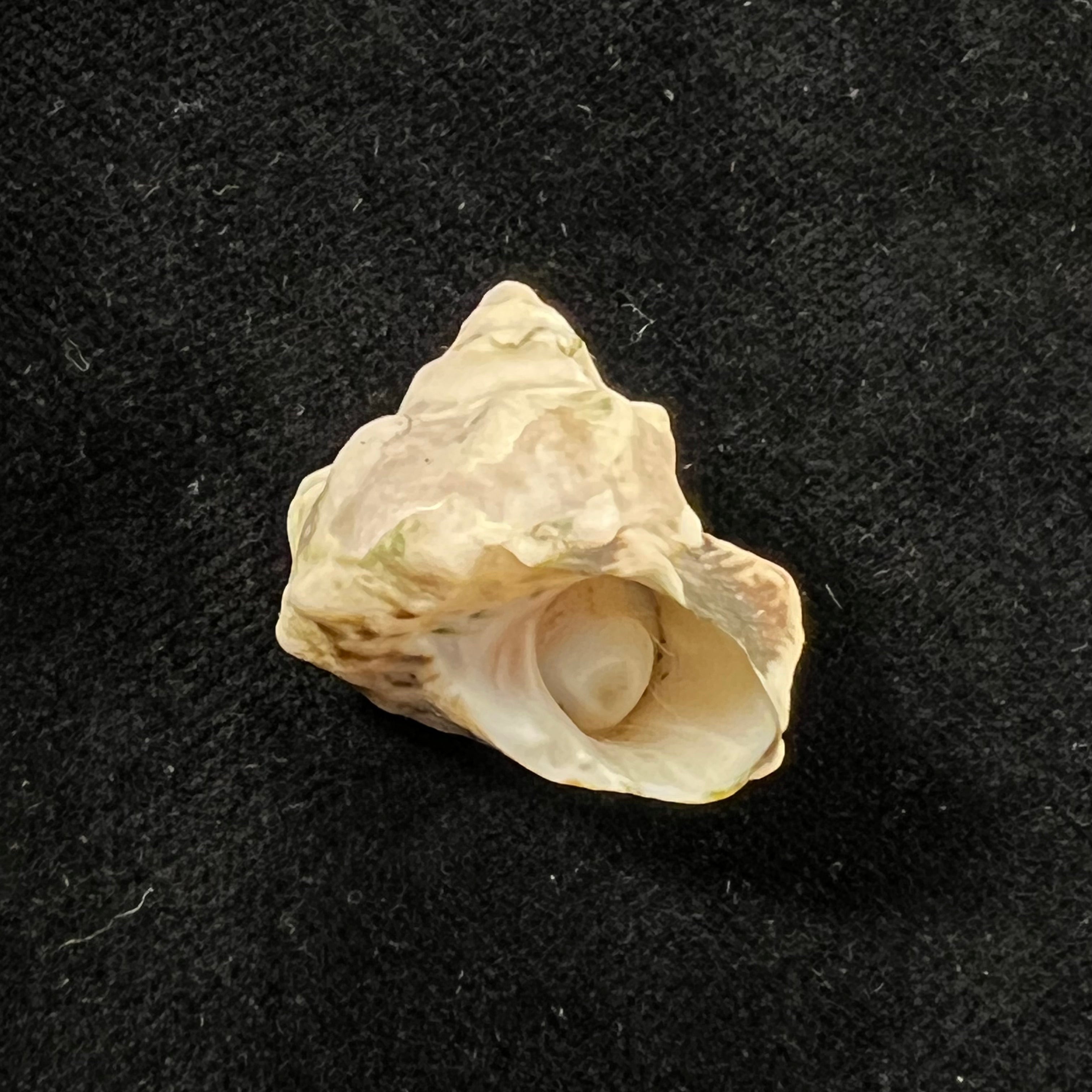 Lithopoma tuber (Linnaeus, 1758) - 23,6mm