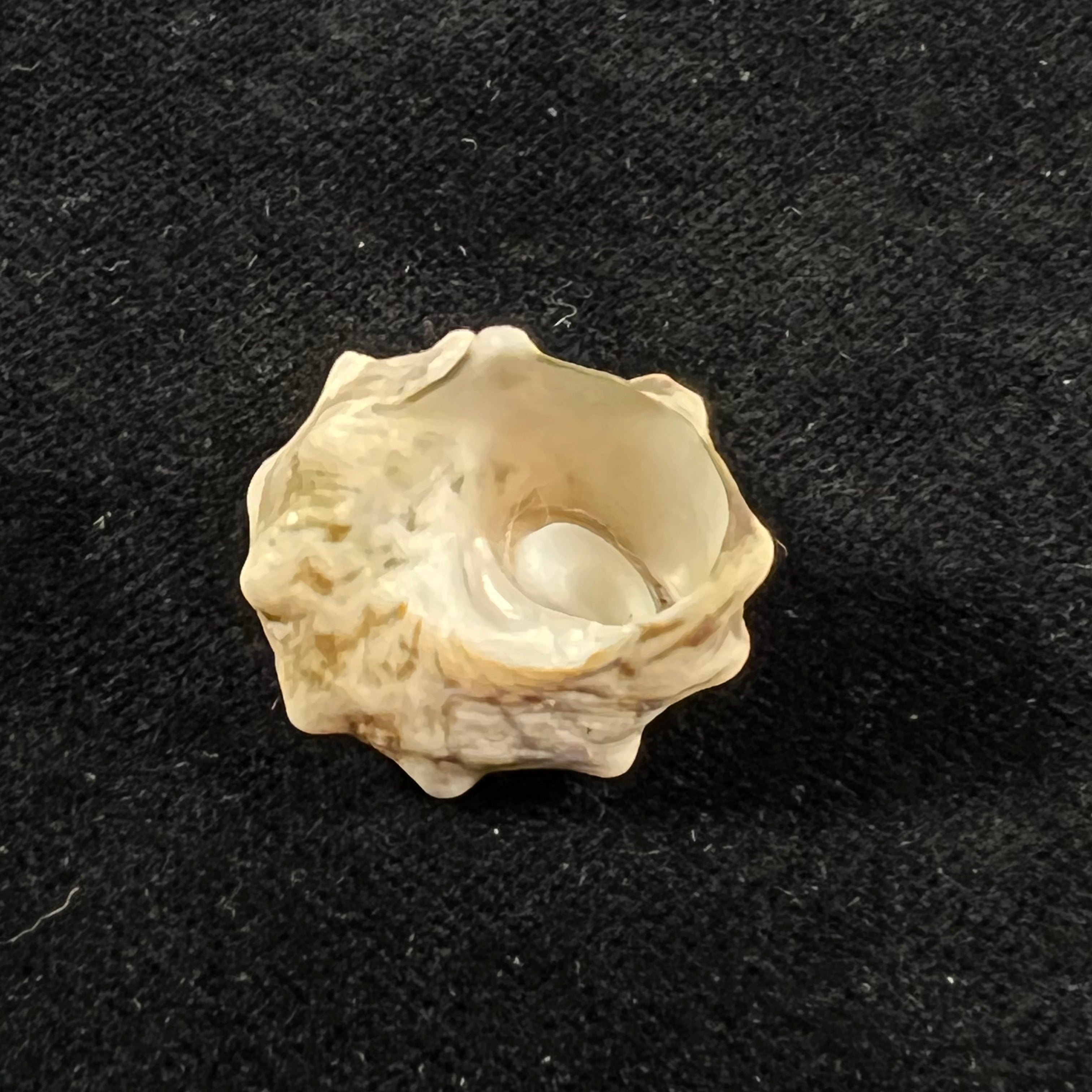 Lithopoma tuber (Linnaeus, 1758) - 23,6mm