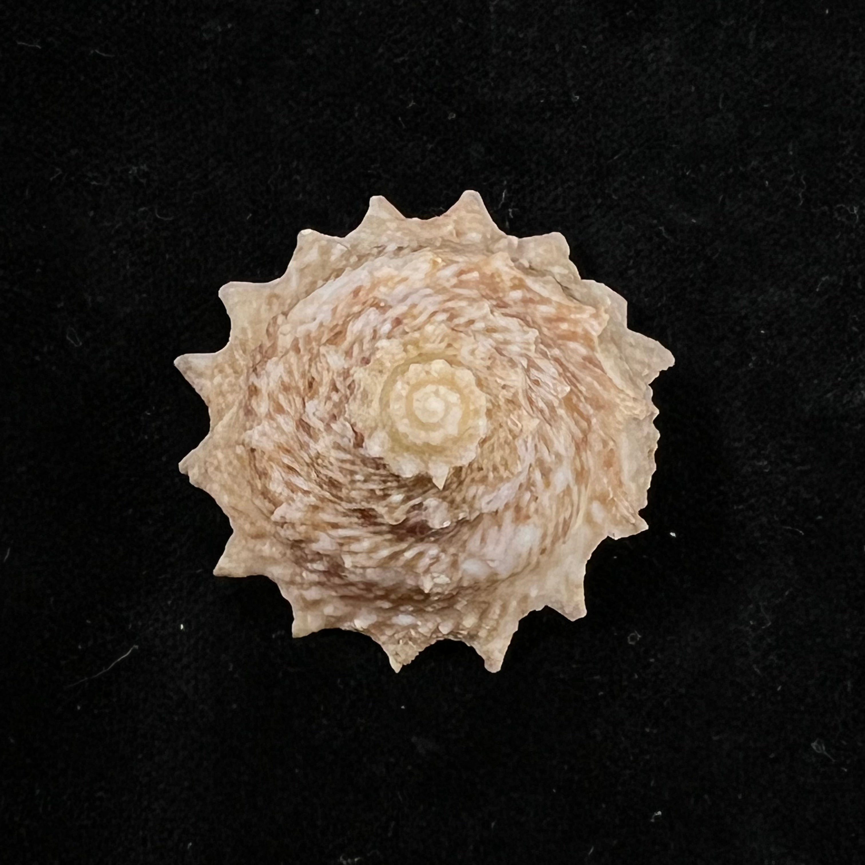 Lithopoma phoebium (Röding, 1798) - 33,8mm