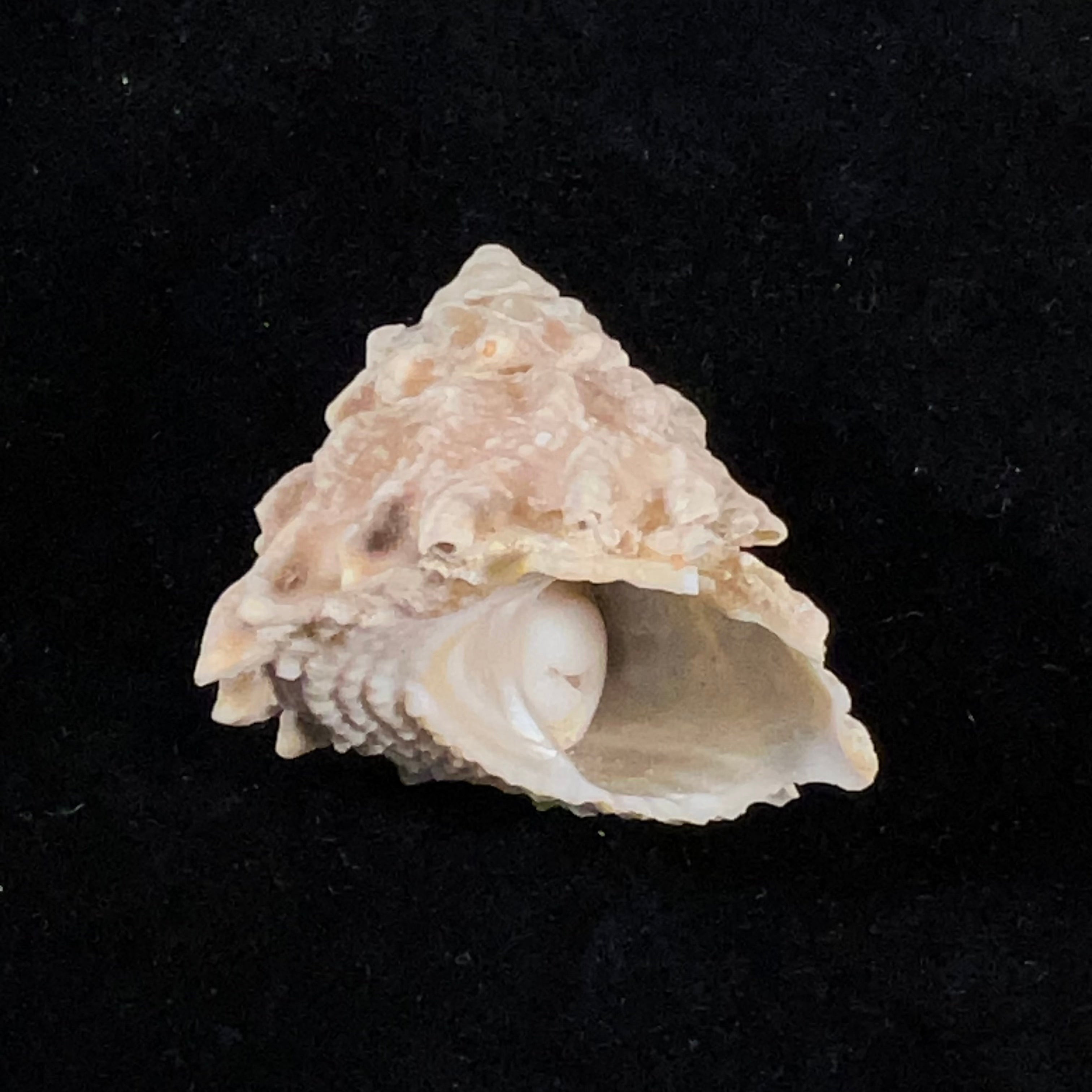 Astraea olfersii (R. A. Philippi, 1850) - 41,7mm