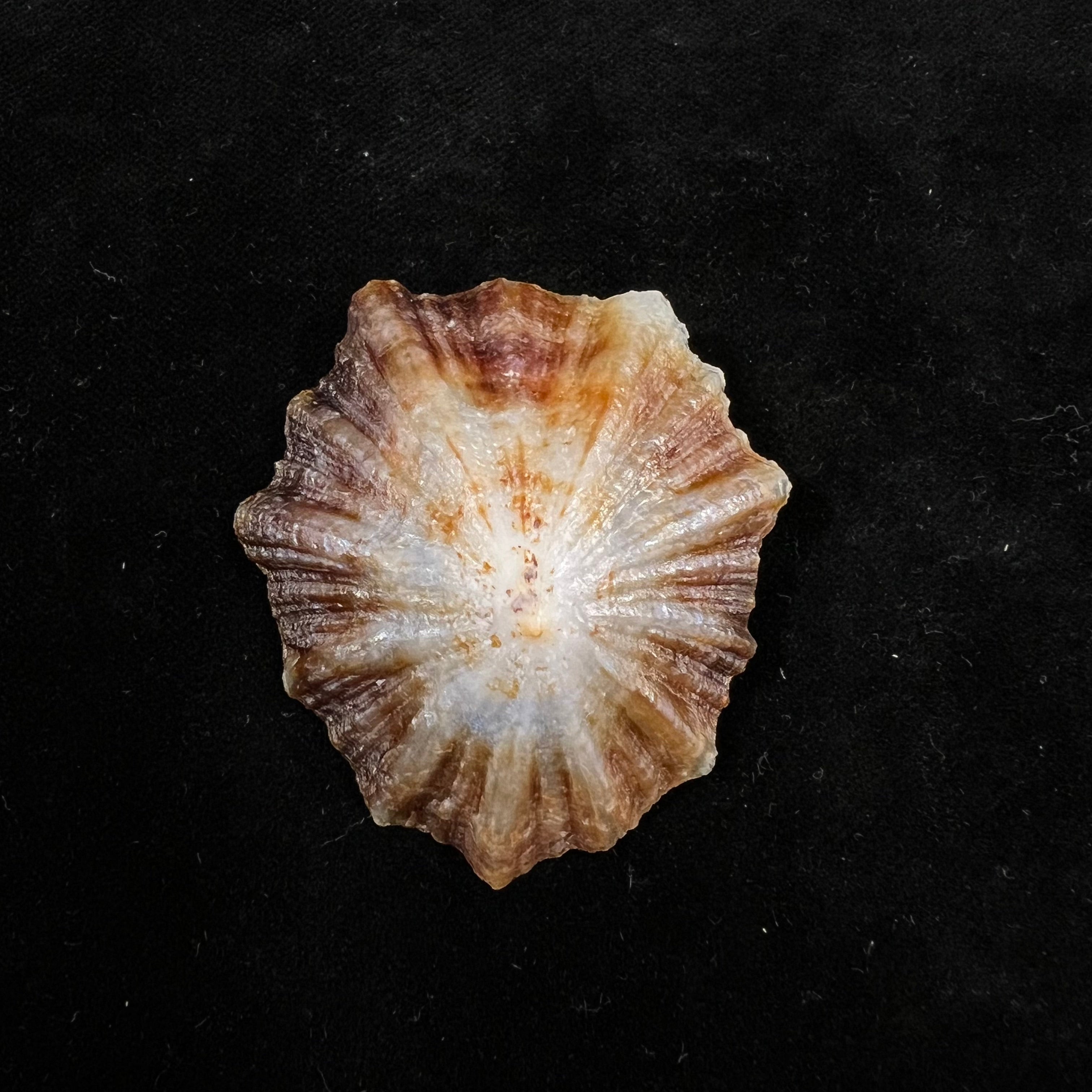 Patella tenuis Gmelin, 1791 - 52,3mm