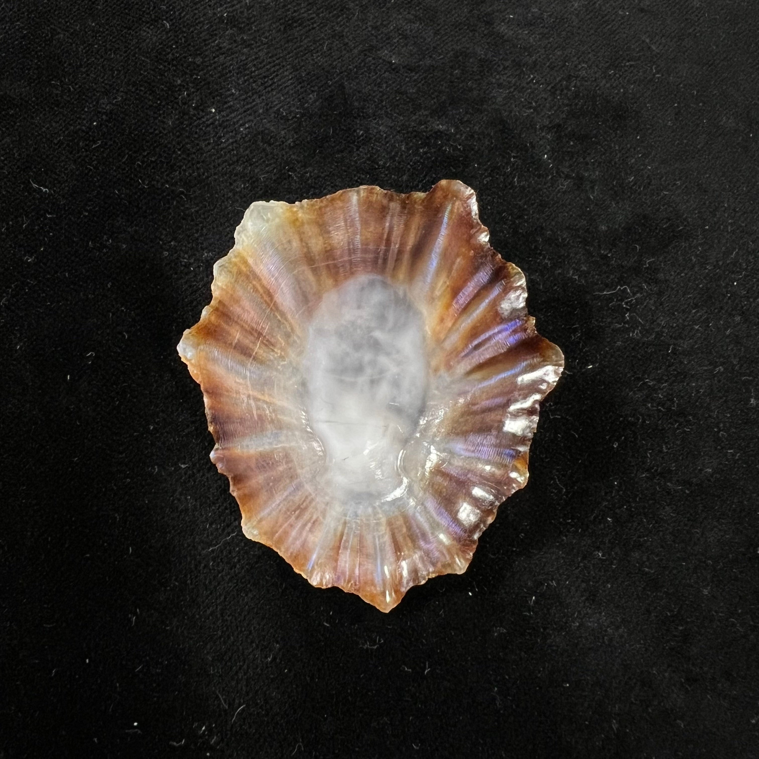 Patella tenuis Gmelin, 1791 - 52,3mm