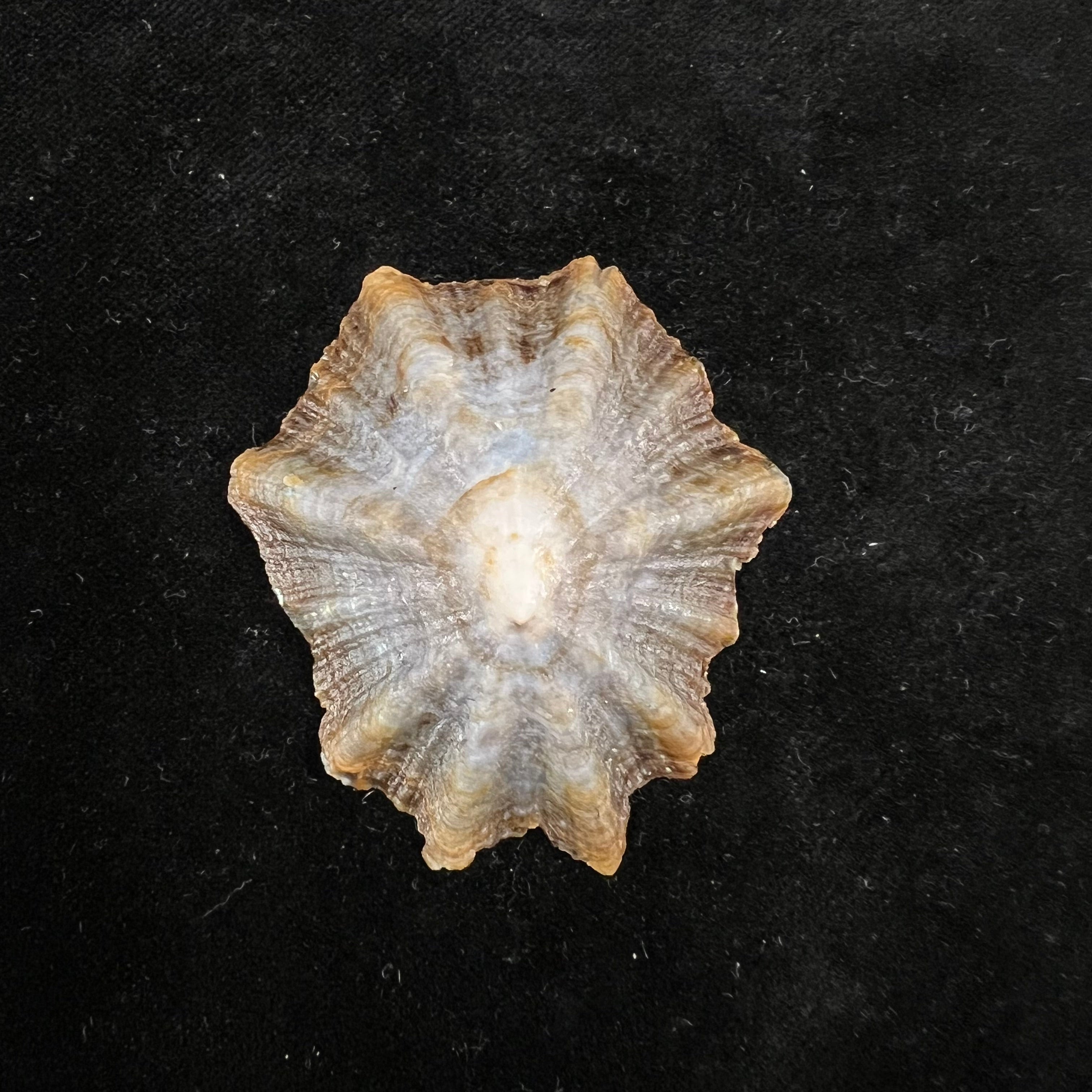 Patella tenuis Gmelin, 1791 - 55,7mm