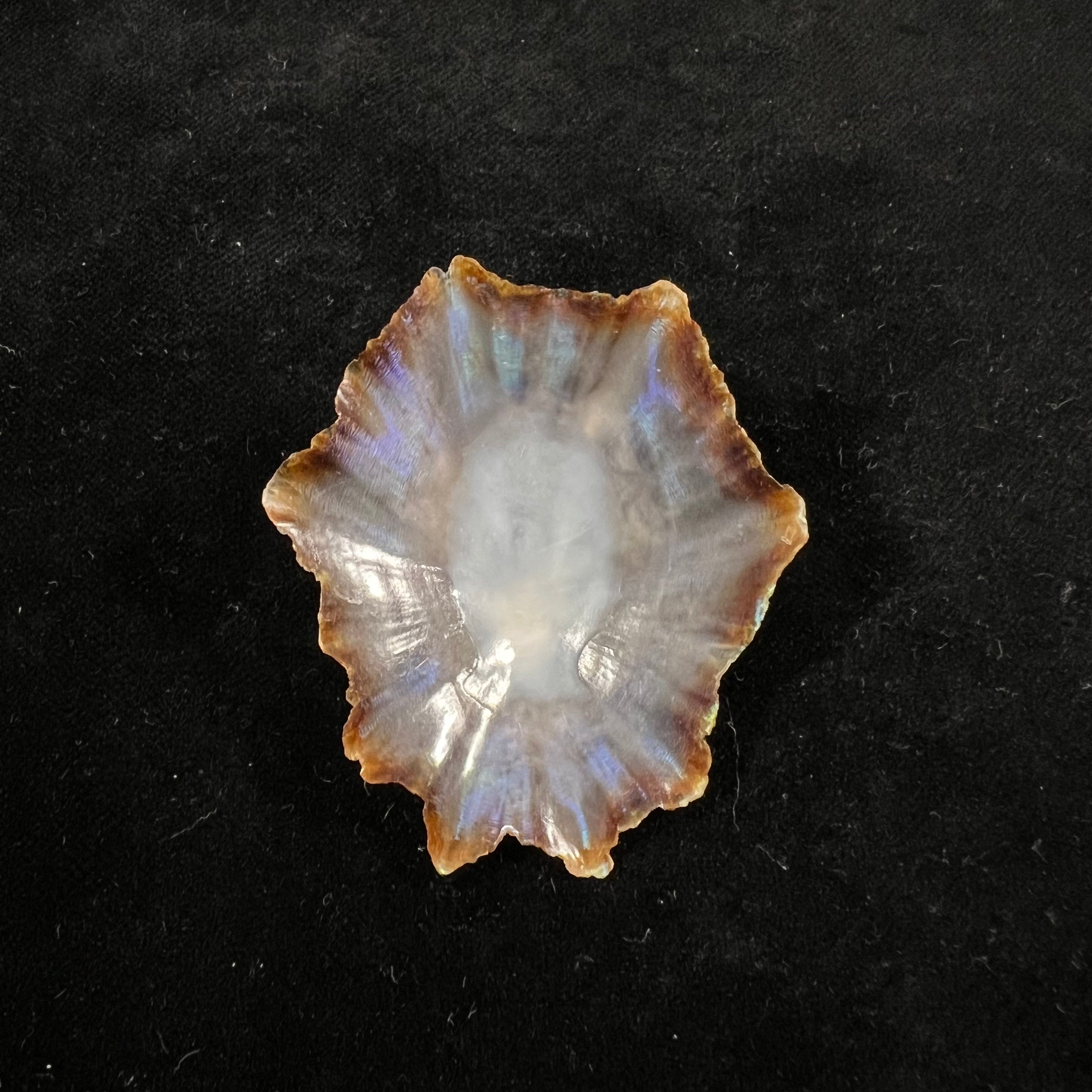 Patella tenuis Gmelin, 1791 - 55,7mm