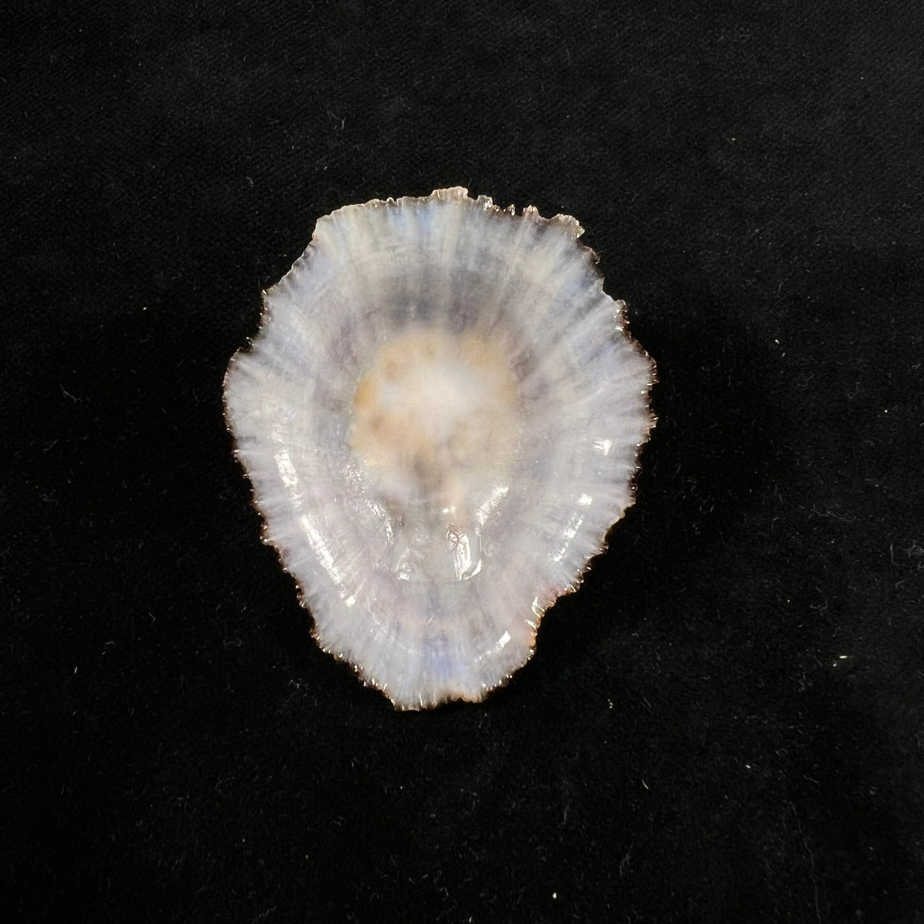 Patella aspera Röding, 1798 - 50,8mm