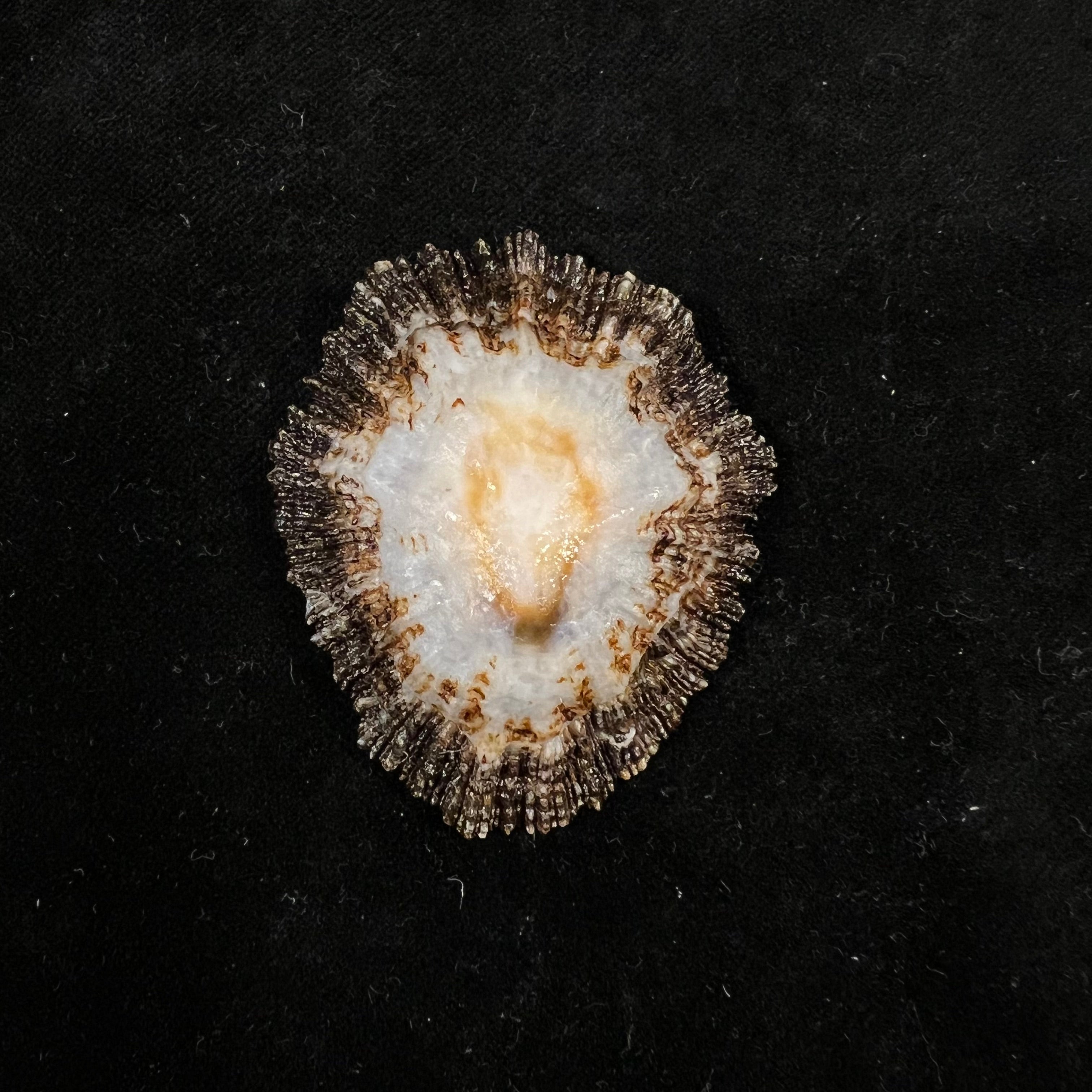 Patella aspera Röding, 1798 - 53,1mm
