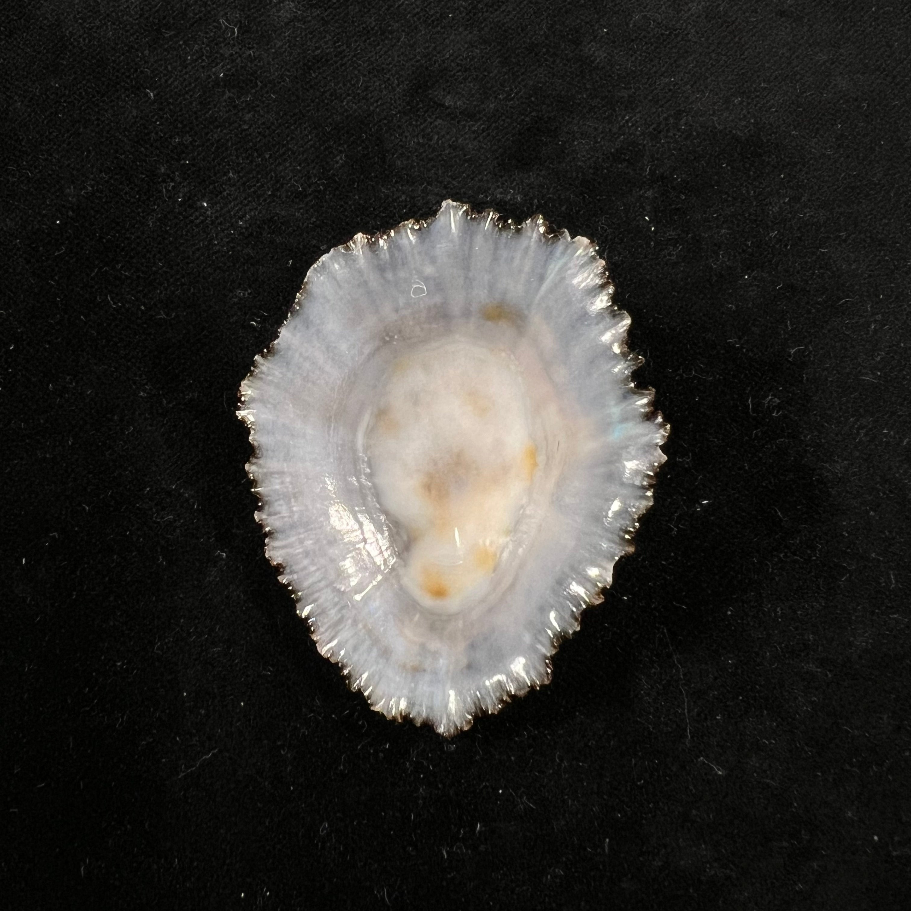 Patella aspera Röding, 1798 - 53,1mm